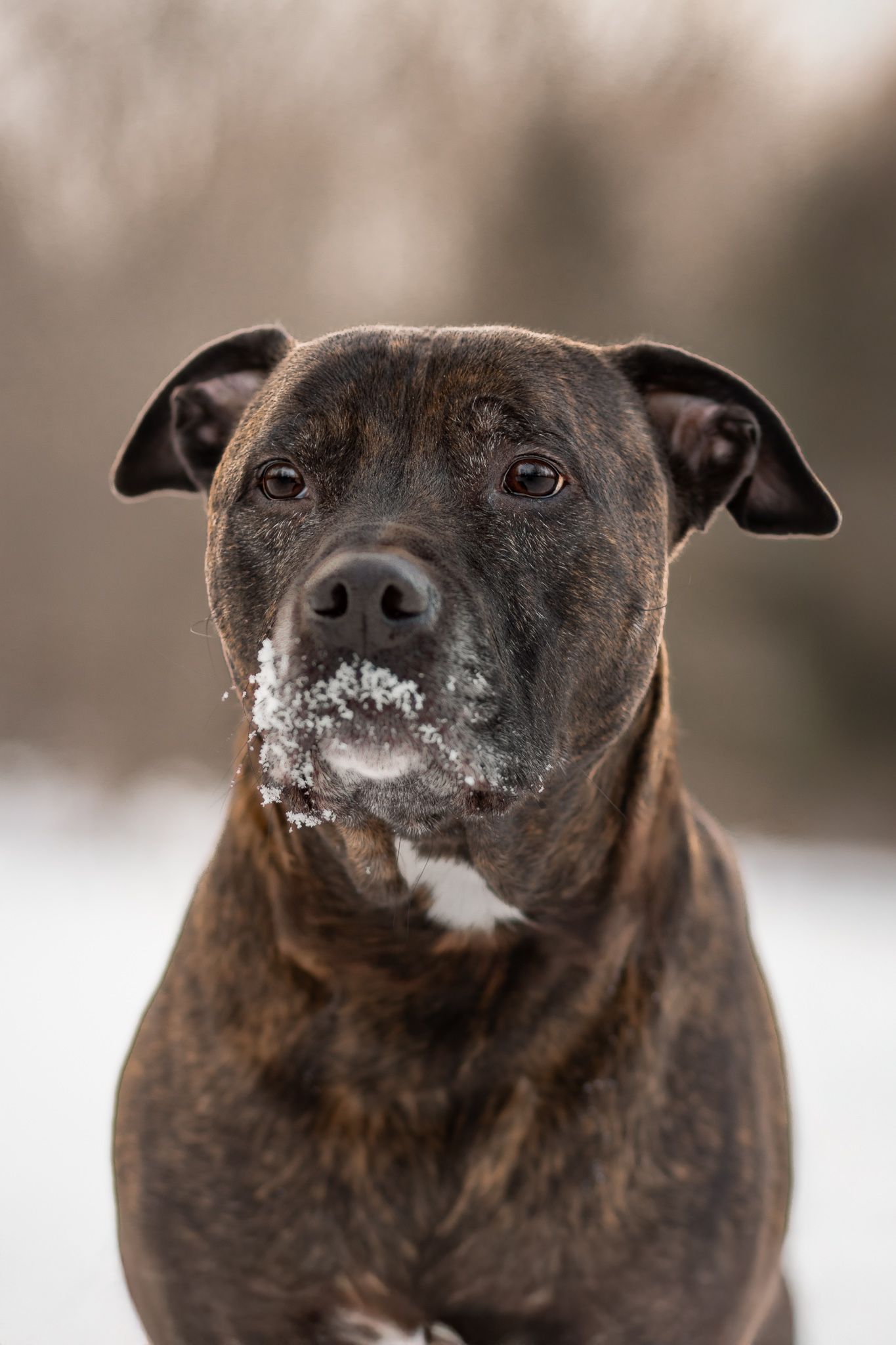 Profile views of a dark brown Staffordshire terrier with snow on its nose in winter.