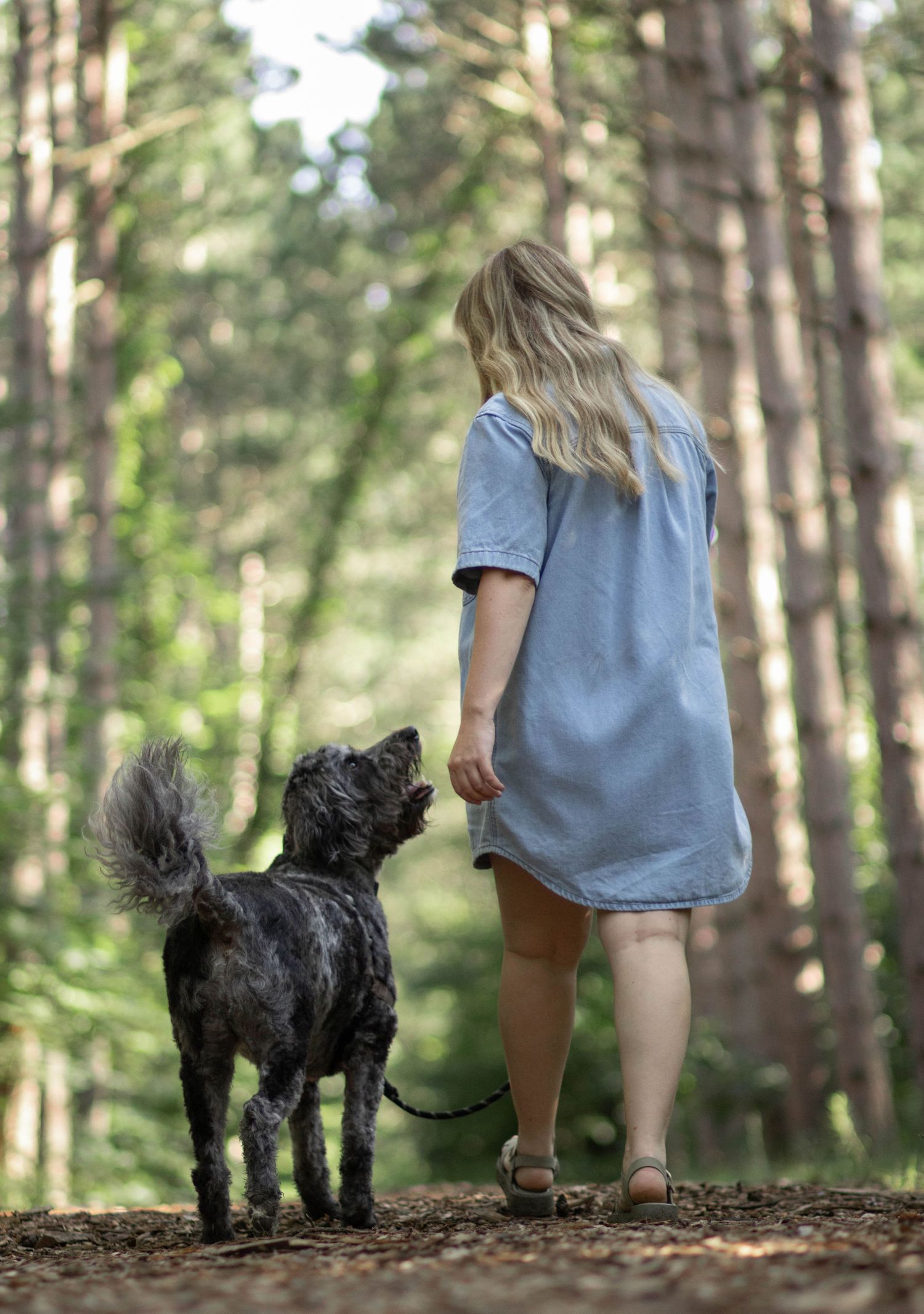 Person walking with black dog on forest trail during summer day.