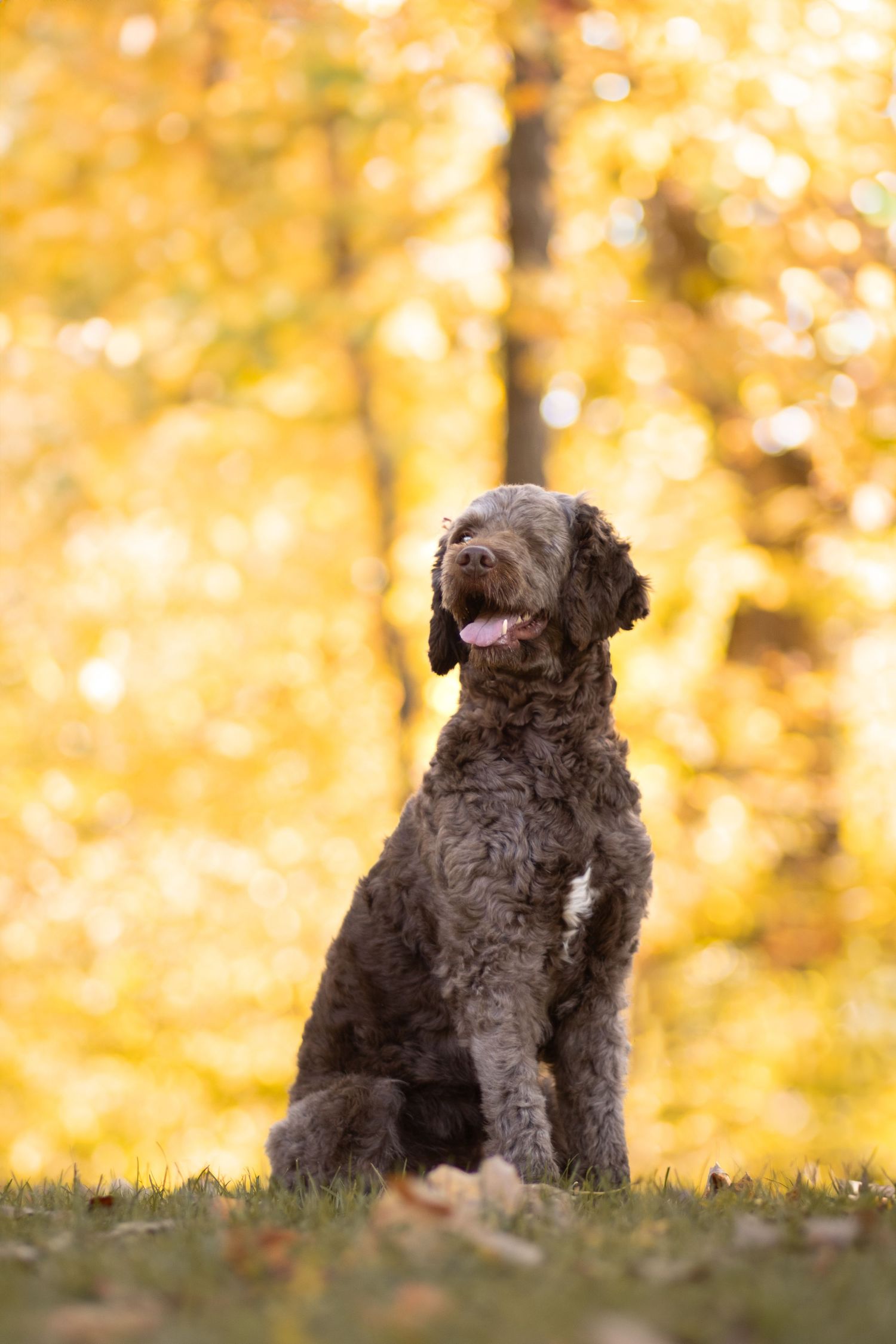 A brown doodle dog sits in golden autumn grass with blurred fall foliage behind.