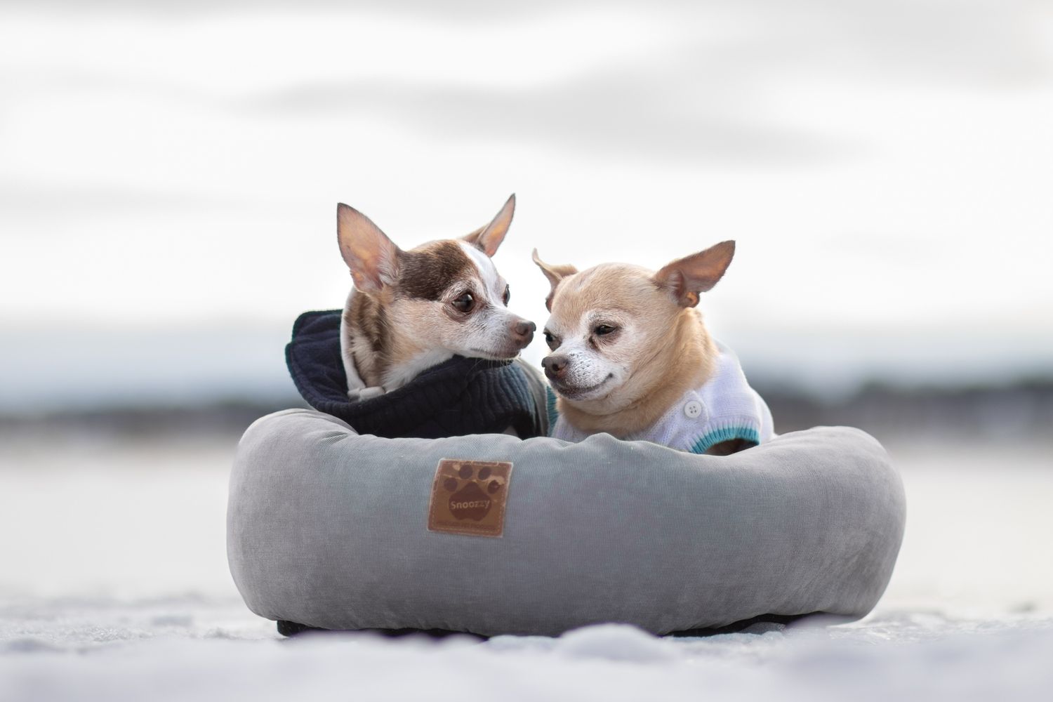 Two small white Chihuahua puppies snuggle together while resting in a cozy gray pet bed.
