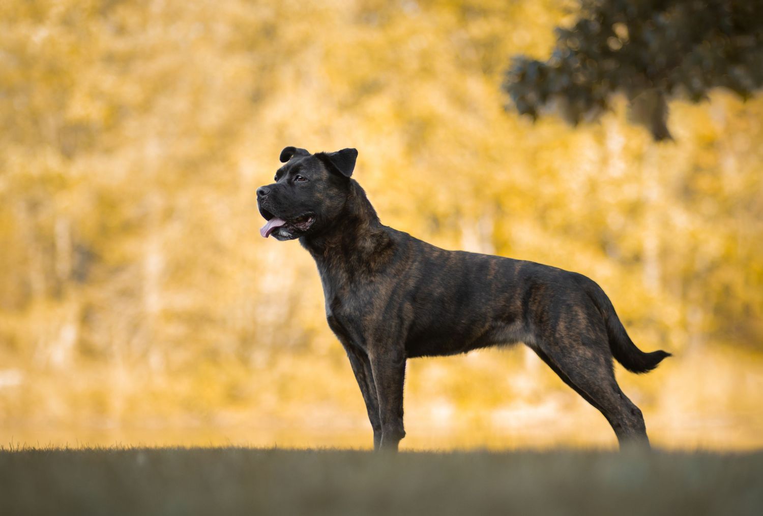 A black panther gracefully moves across a golden-colored landscape in a series of connected action shots.