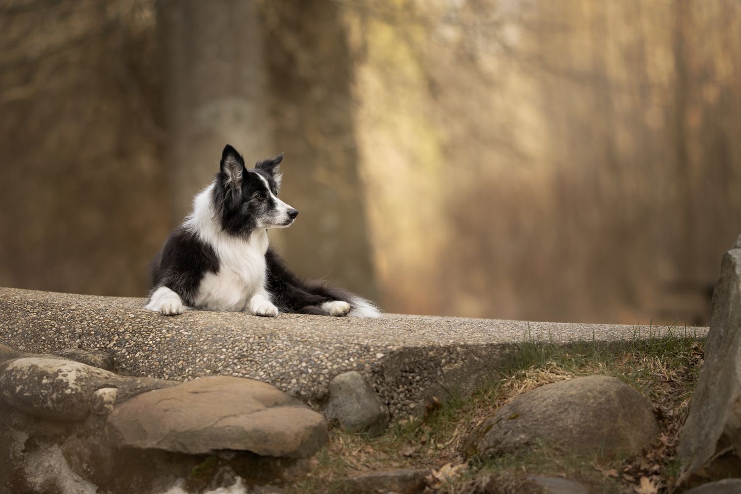 Black and white cat rests on fallen log in sunlit forest with warm autumn colors in background.