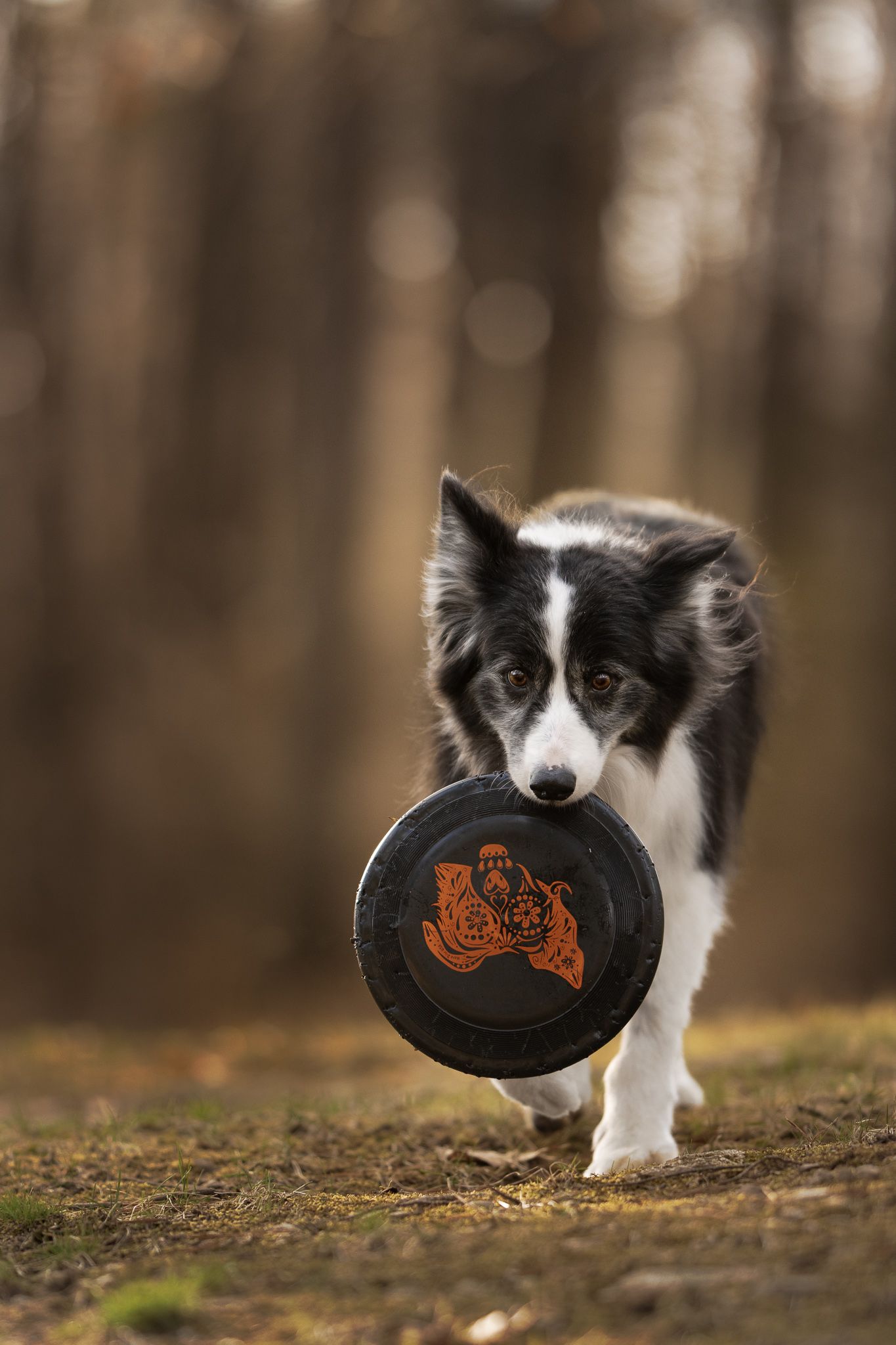Border collie dog catching a black frisbee disc in a forest setting with blurred background.