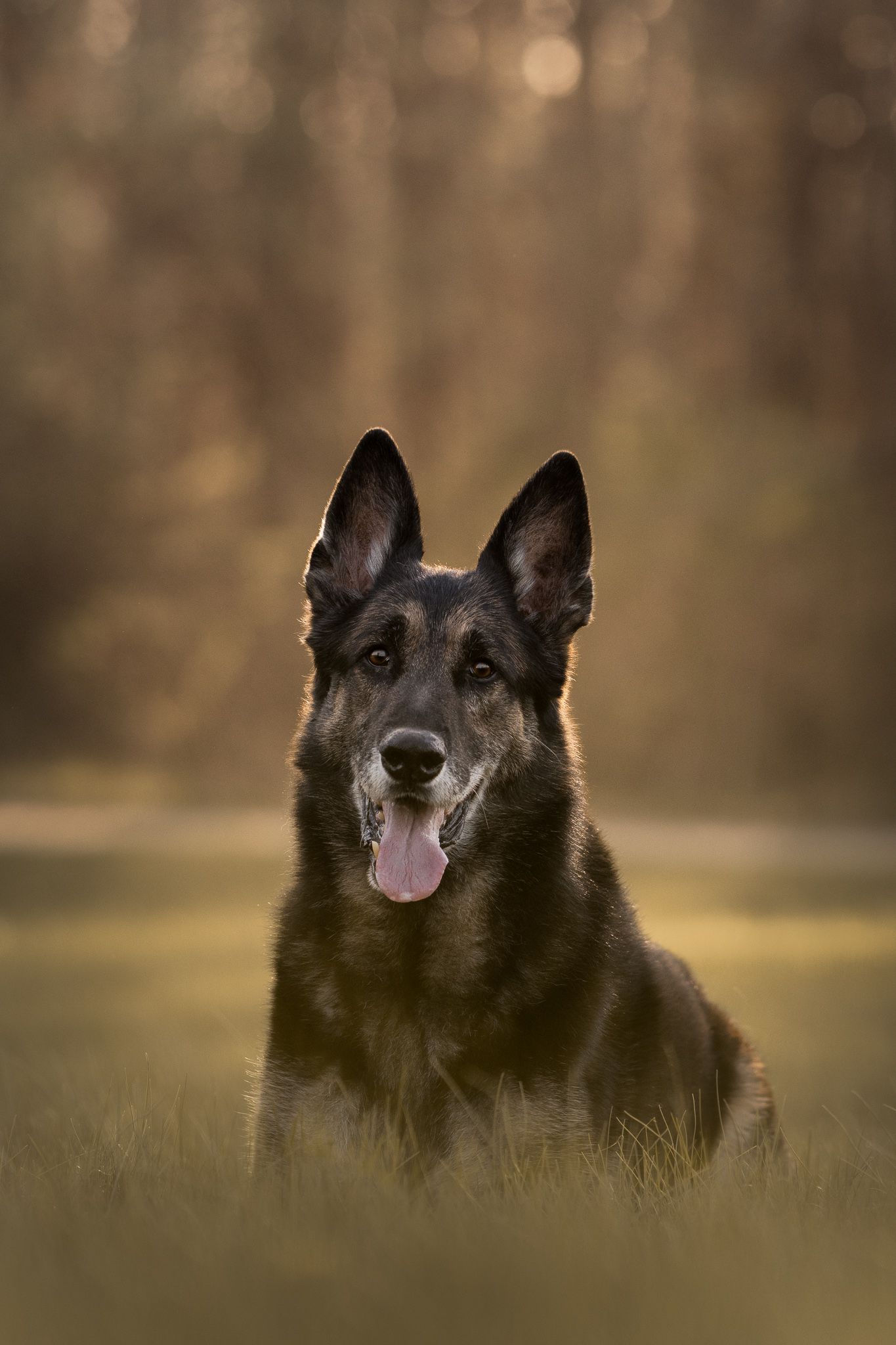 A black and tan German Shepherd dog sitting in a field with alert ears and tongue out during golden hour.