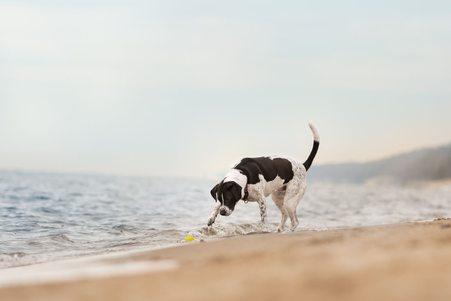 Two dogs playing and running together on a misty beach at sunset.