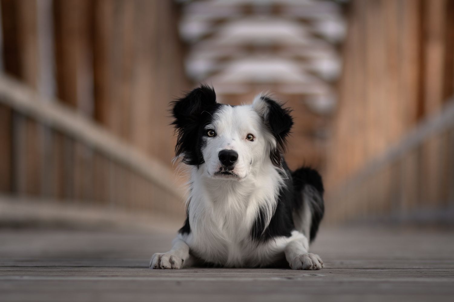 Border collie lying on wooden bridge with geometric patterns in background.