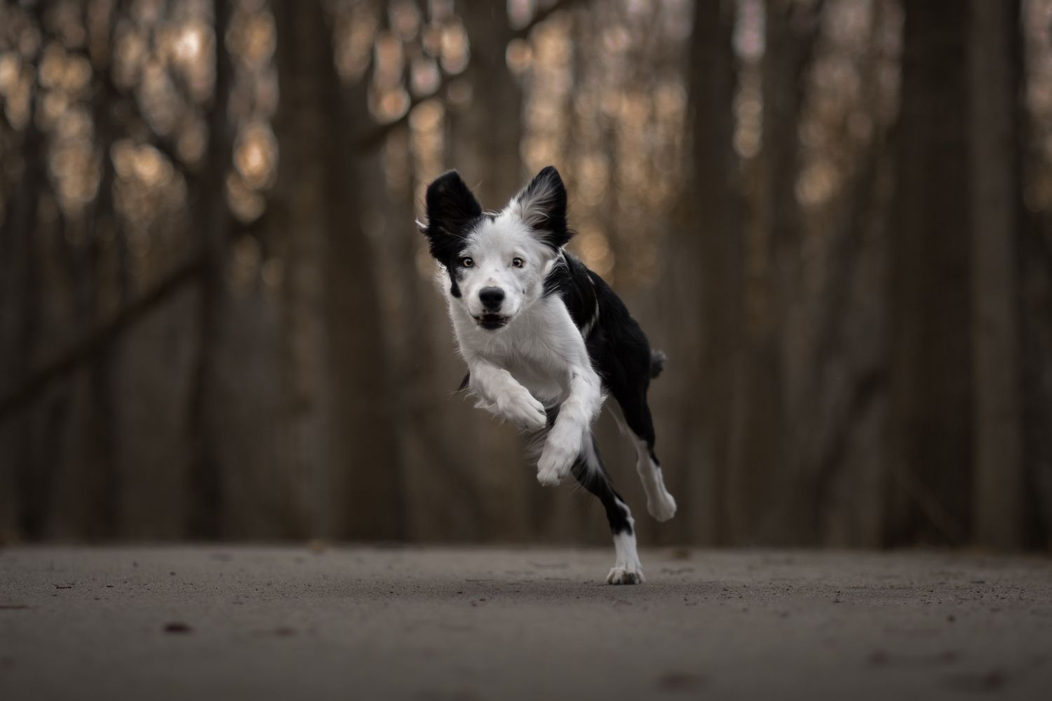 Black and white dog leaping gracefully through the air on a path.