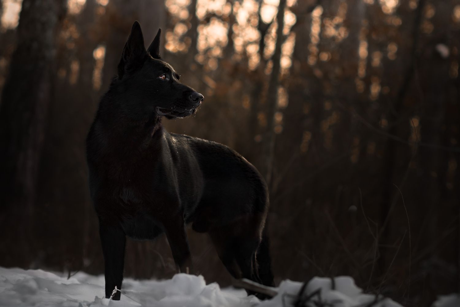 A black German Shepherd dog silhouetted against a snowy winter forest at sunset.