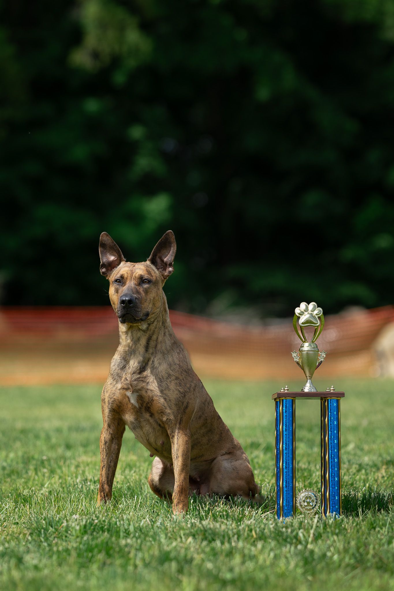 Brindle dog sitting proudly on grass beside a blue trophy with paw print topper at an outdoor dog show competition.