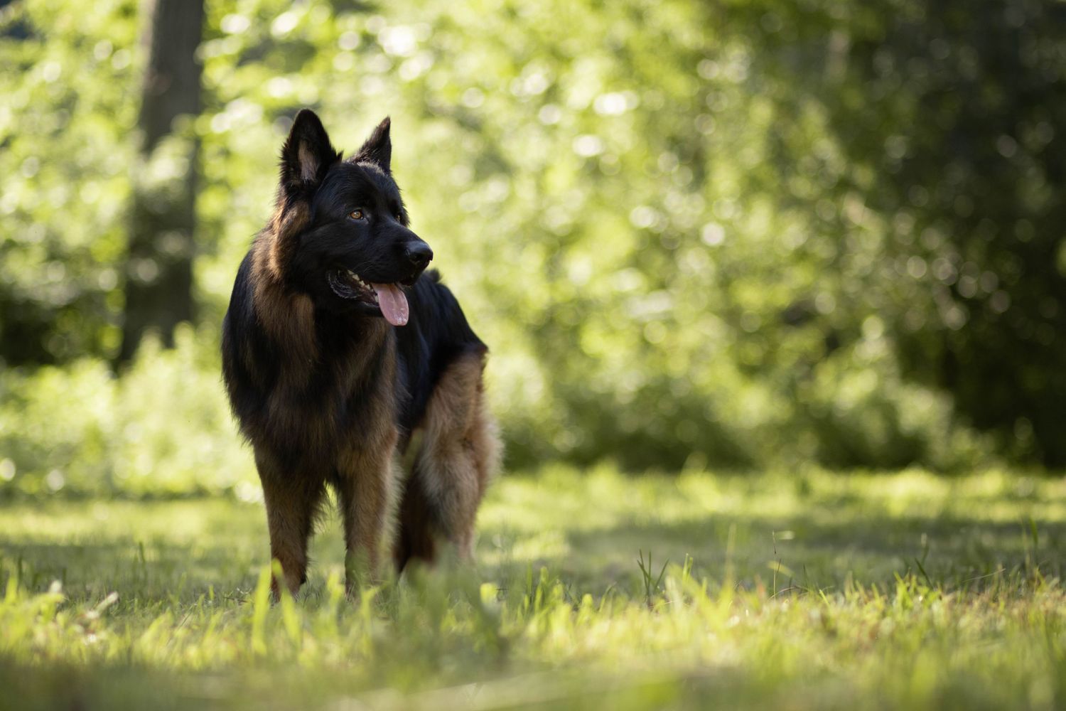 Black & Red German shepherd standing alert in a sunny garden with bokeh effects in background.
