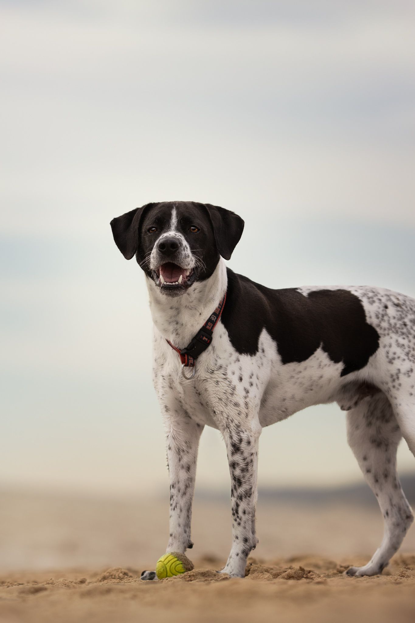 Black and white spotted dog standing on beach with tennis ball, showing happy expression against blurred sky background.