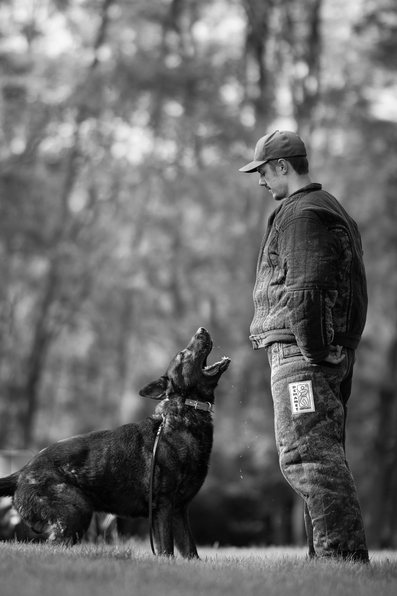 Black and white photo sequence showing dog training exercises in a wooded setting.