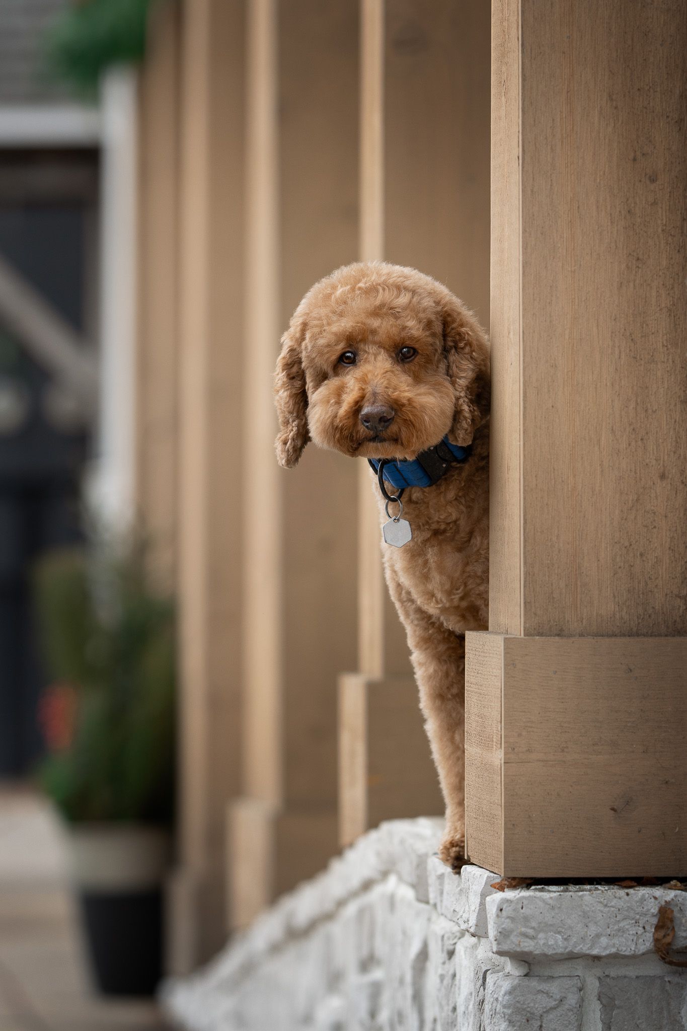 A cute goldendoodle puppy peeks playfully between white porch columns in a series of connected photos.