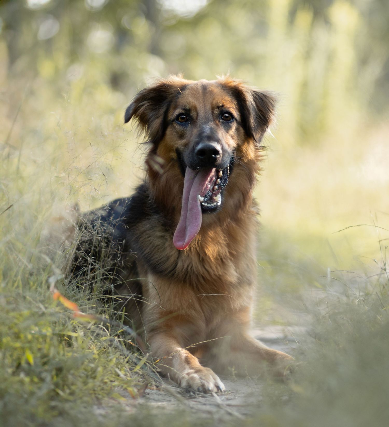 Brown mixed breed dog resting in tall grass with dreamy bokeh background.