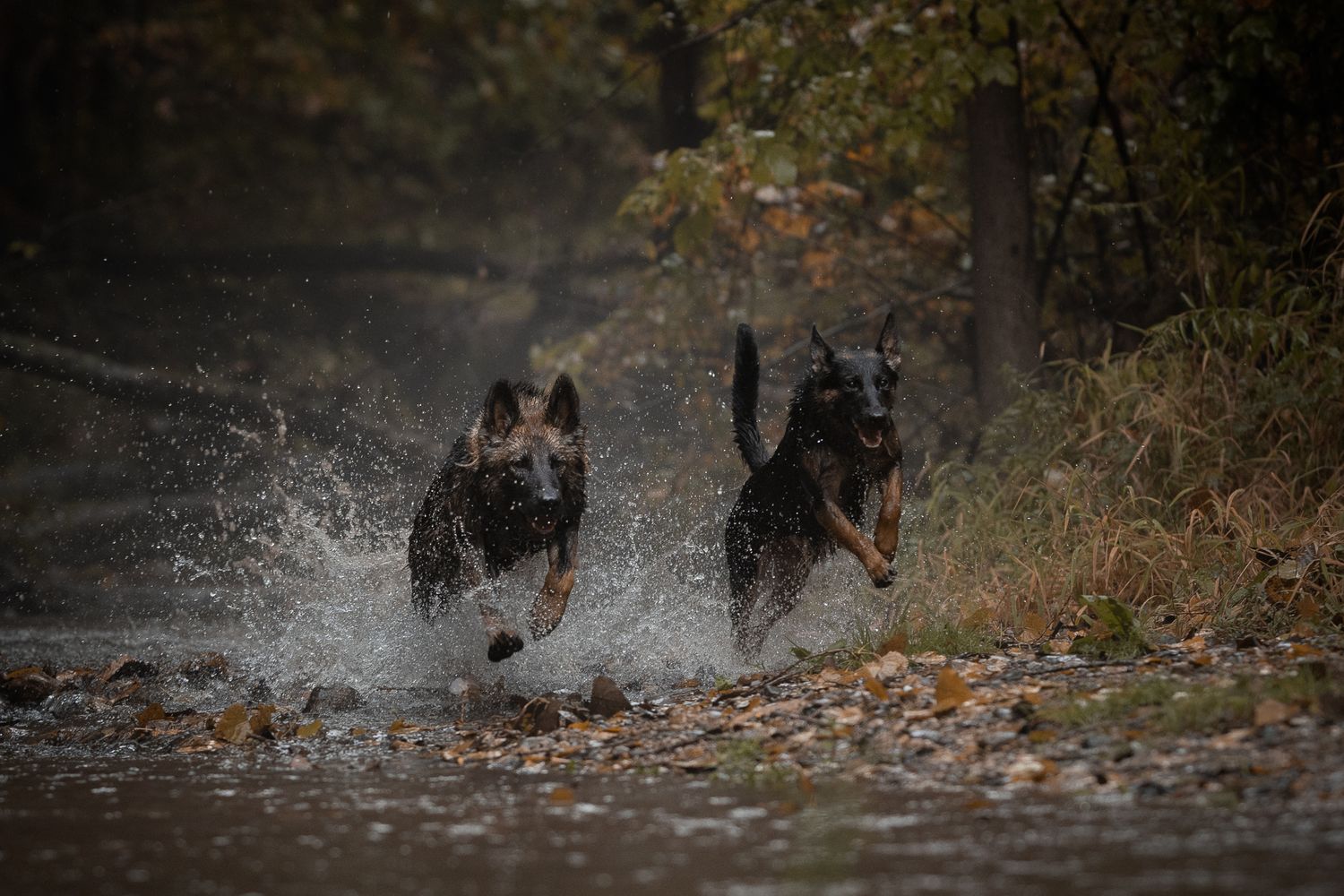 Two German Shepherd dogs run through splashing water on a leaf-covered forest trail in moody autumn light.