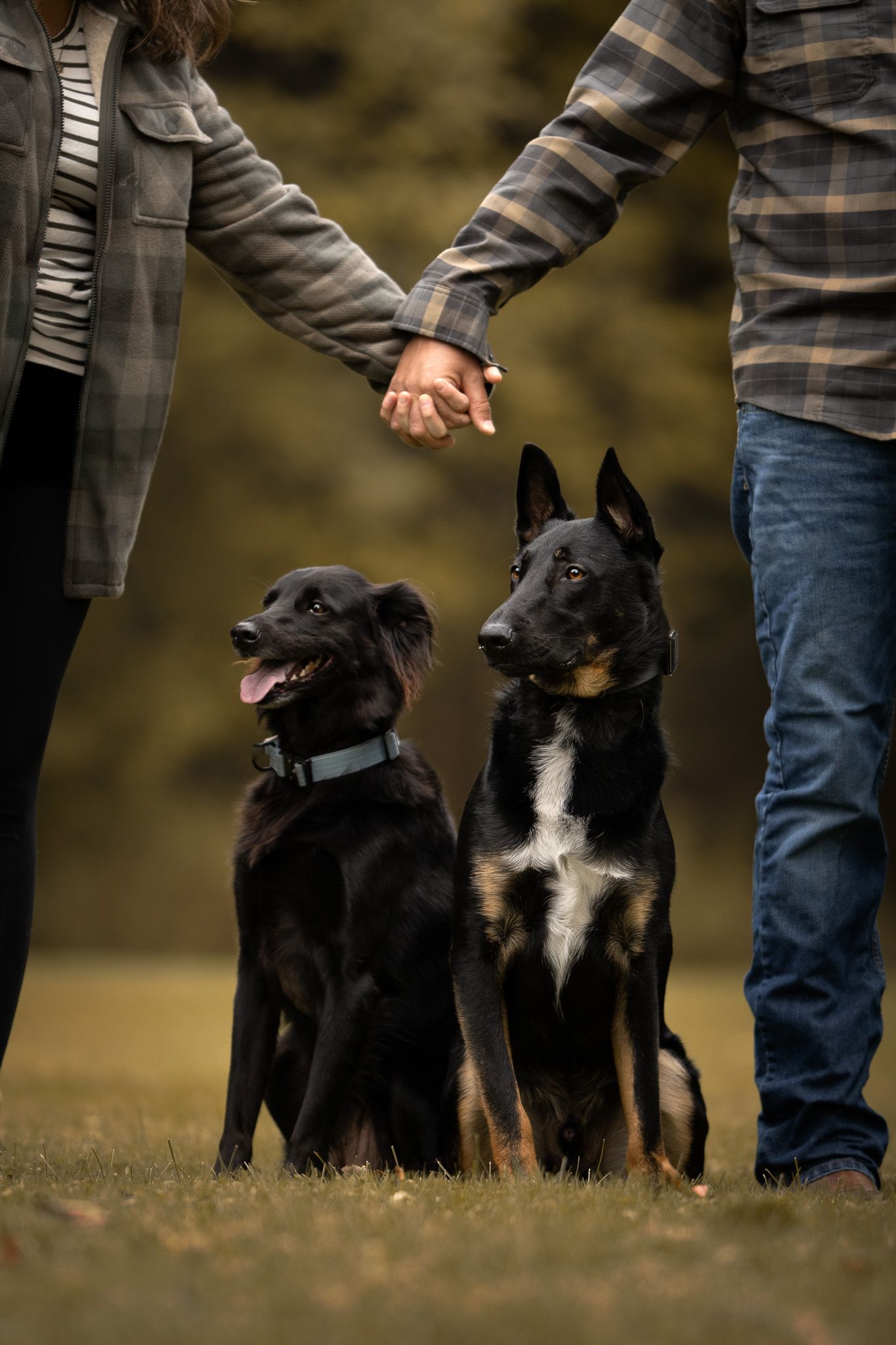 A sequence of photos showing a black and white dog walking and playing outdoors with their owner.