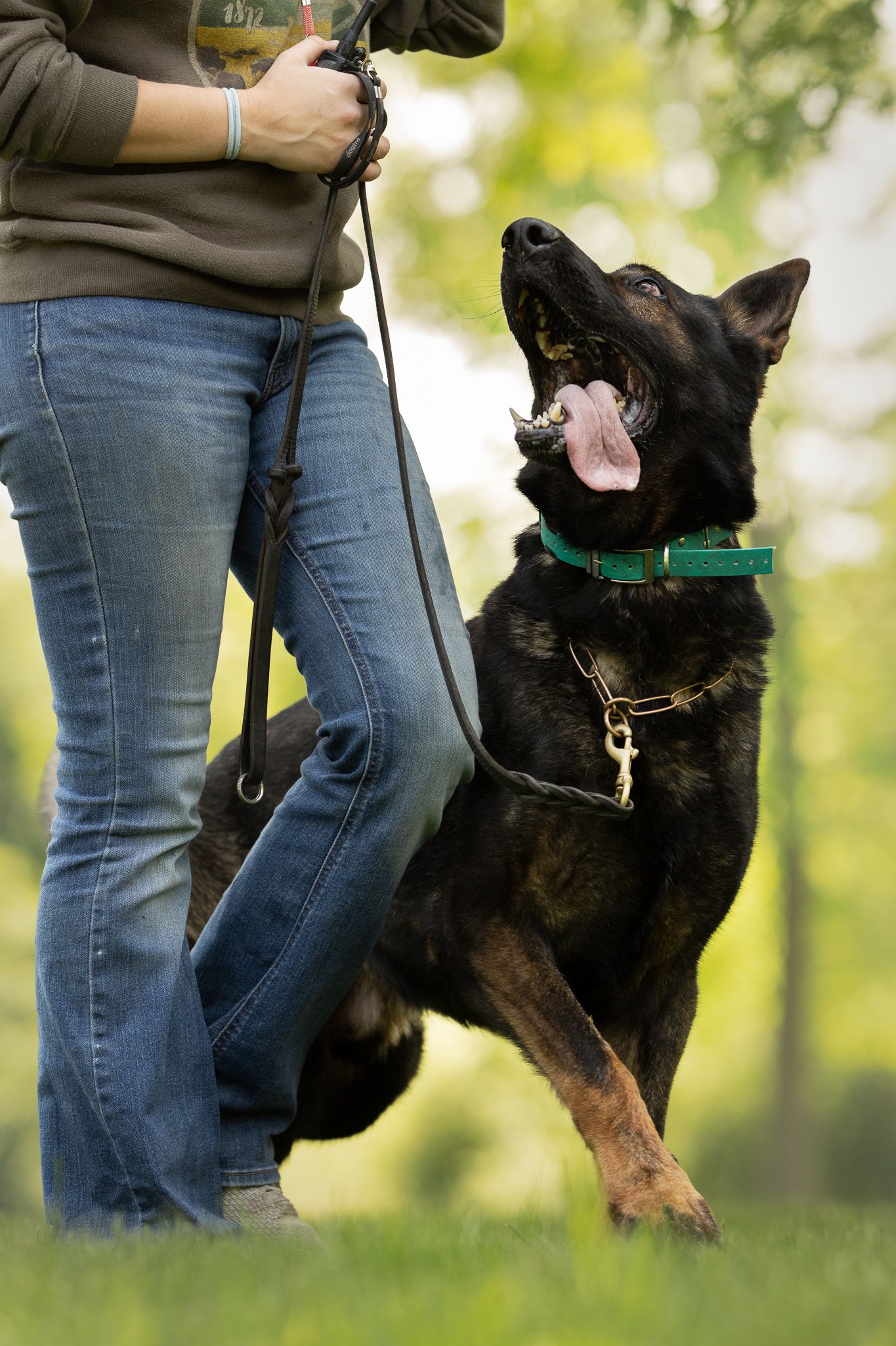 Training sequence shows a black dog practicing obedience exercises with handler in outdoor setting.