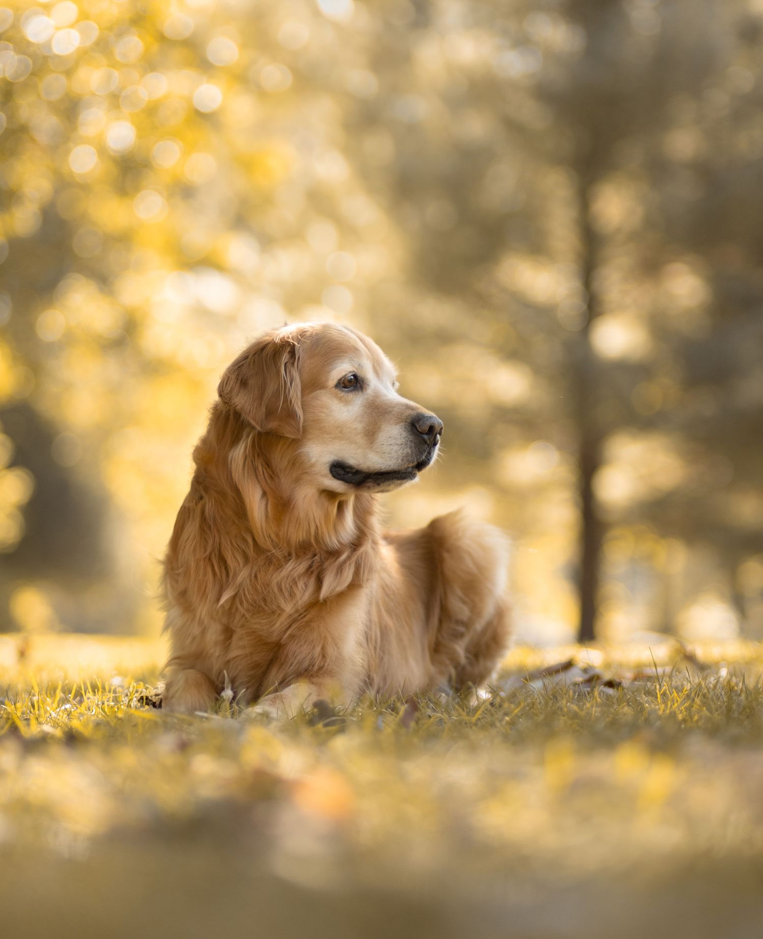 Golden retriever resting in grass during golden hour with beautiful bokeh lighting.