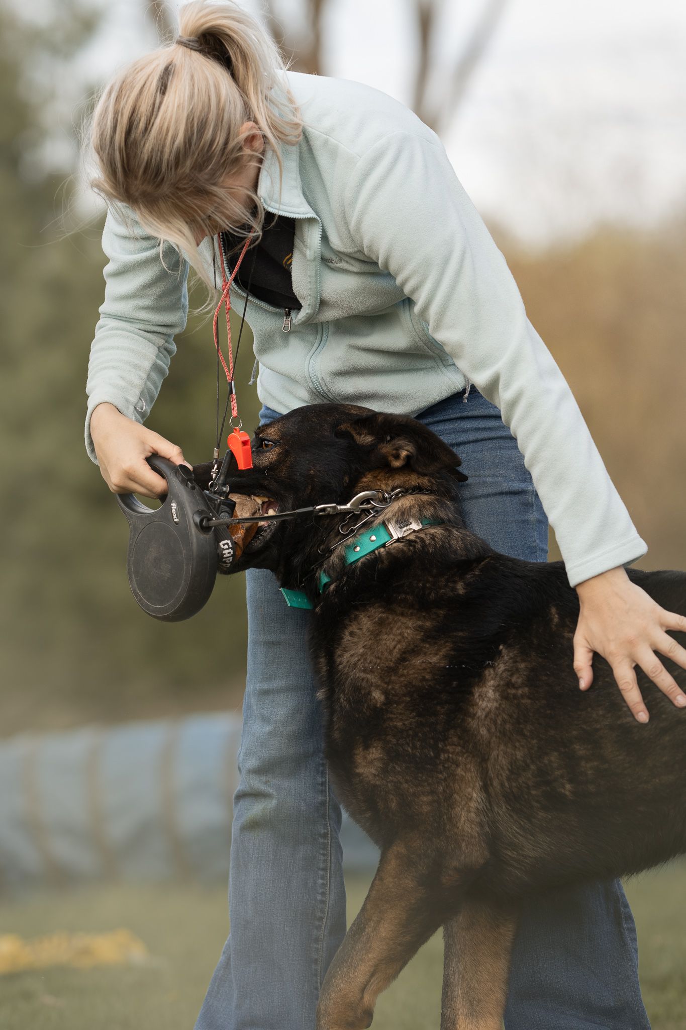 A sequence showing a black dog practicing agility jumps with a trainer in an outdoor setting.
