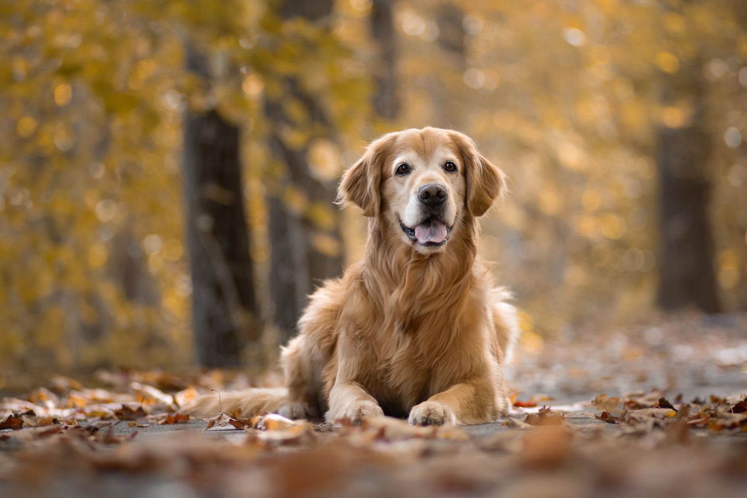 Senior golden retriever lying in fallen autumn leaves with beautiful fall colors.