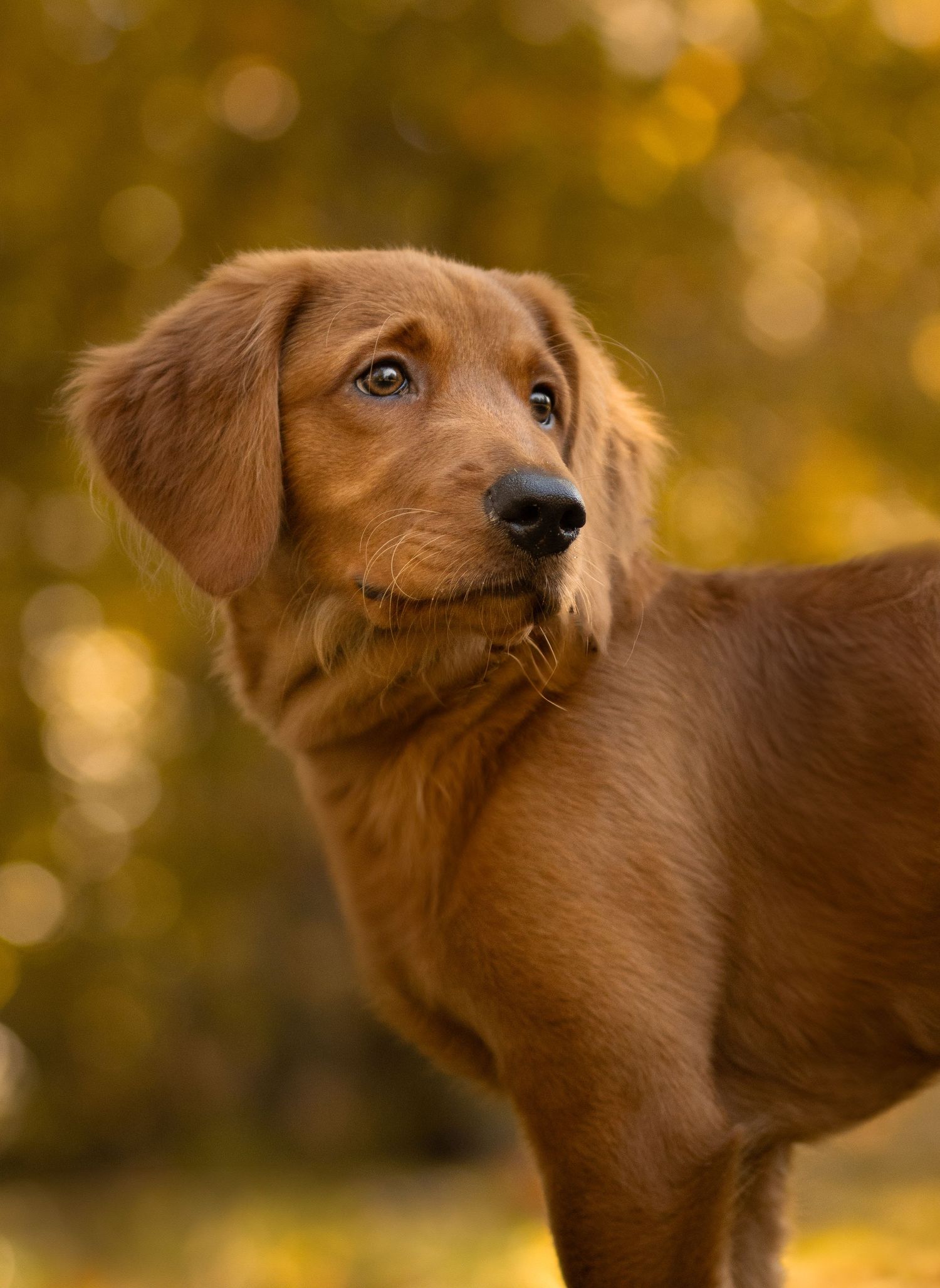 Red golden retriever puppy close-up portrait with warm autumn colors in background.