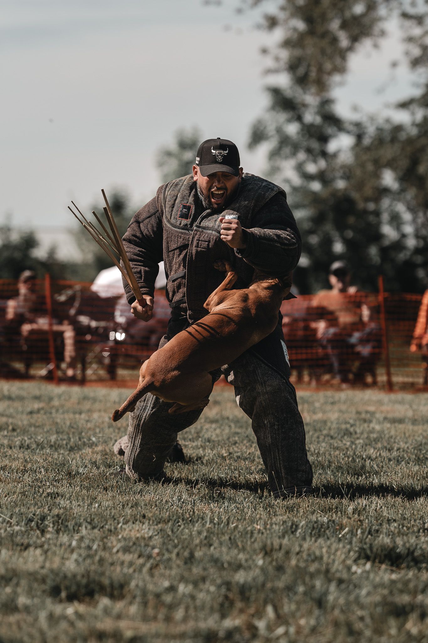 A dog biting a man in protective gear during a Schutzhund training exercise on a grass field.