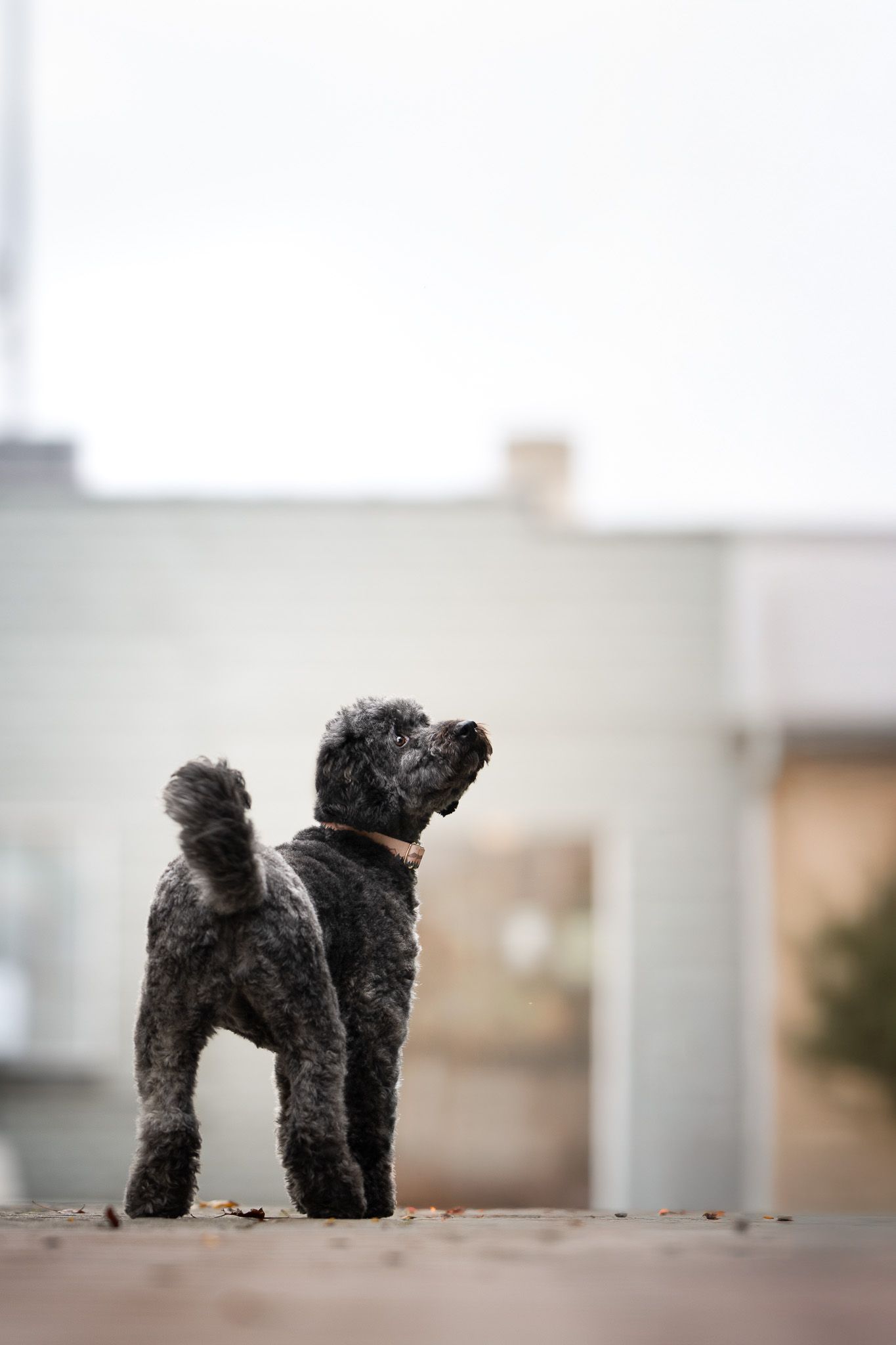 A small black poodle stands alert outdoors, looking up curiously against a blurred urban background.