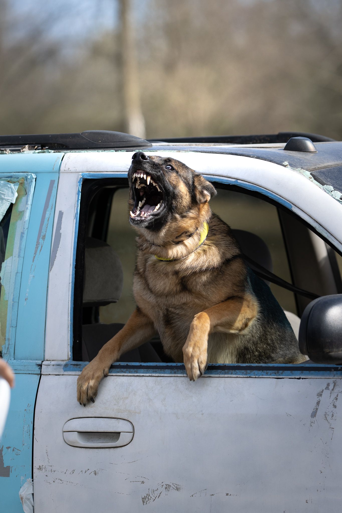 Three sequential photos show a German Shepherd dog excitedly barking while hanging out of a light blue car window.