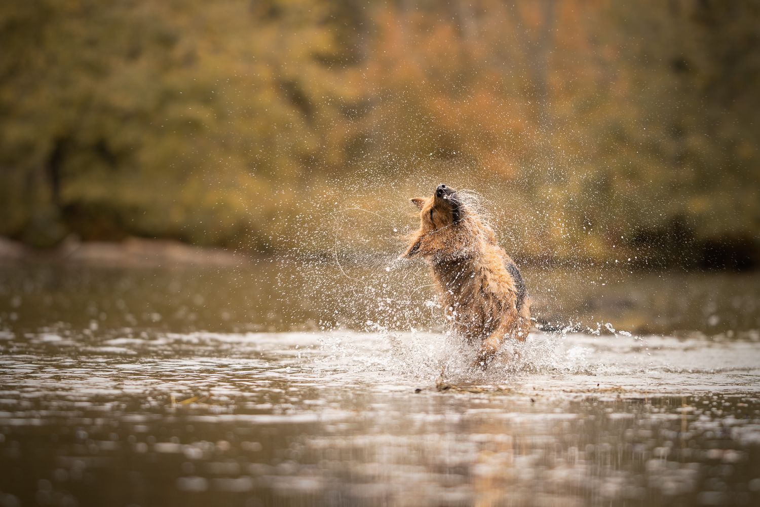 A brown dog splashes and plays in shallow water creating rippling reflections in warm sunlight.