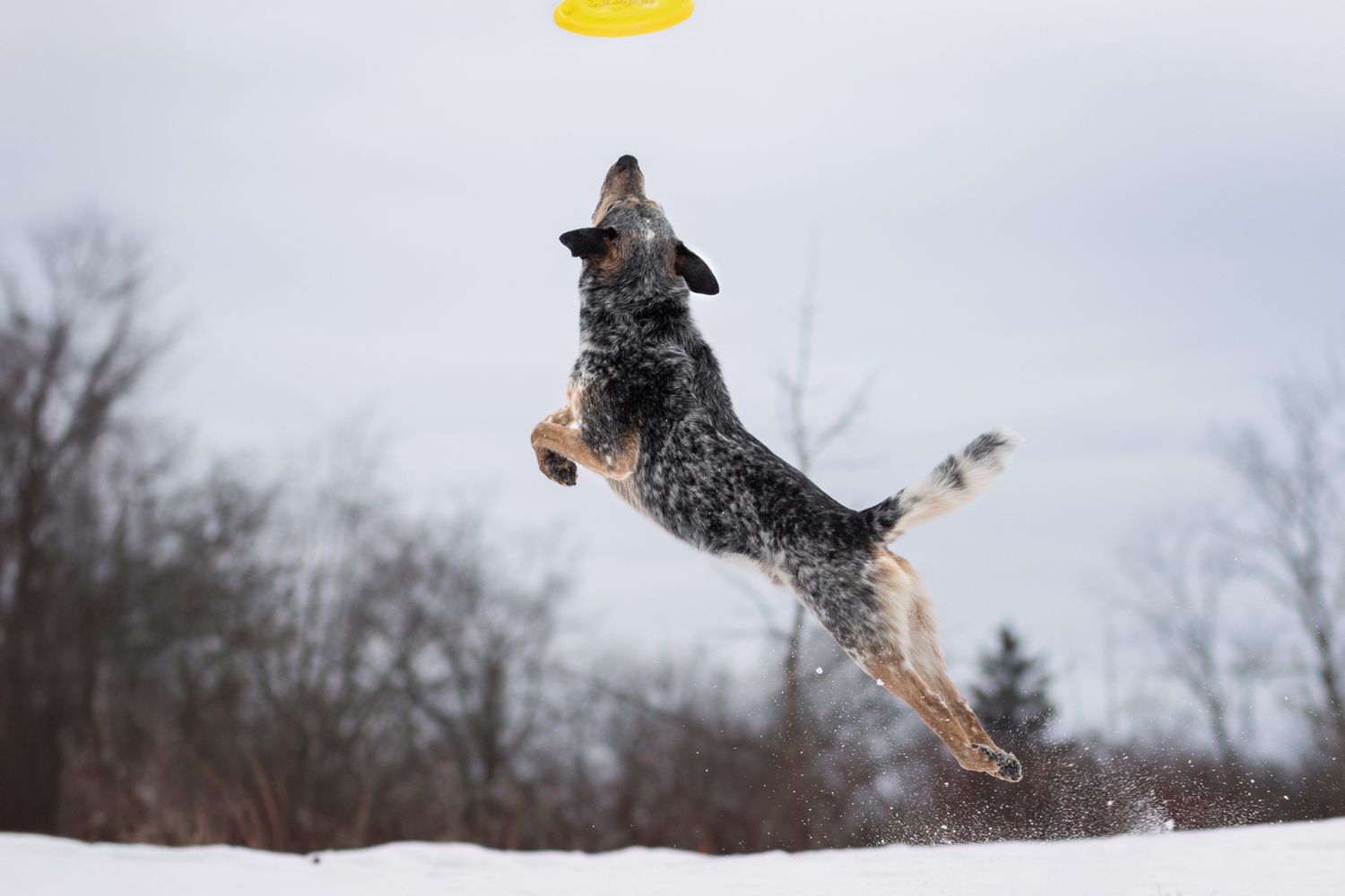 A dog leaps through deep snow while playing fetch with a stick in a winter landscape.