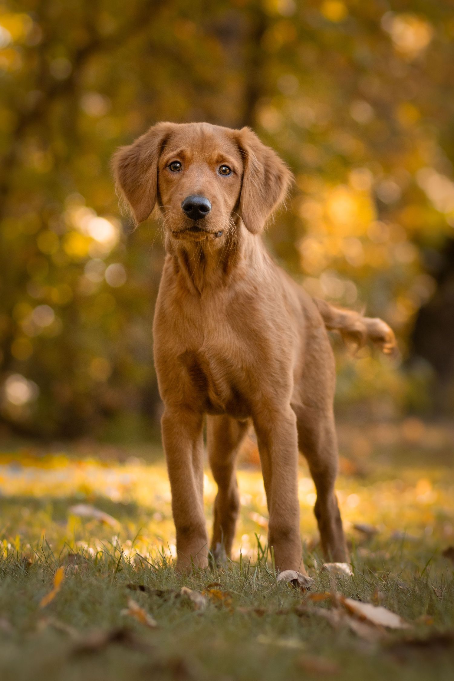 Young golden retriever puppy standing in fallen autumn leaves with warm bokeh lighting.