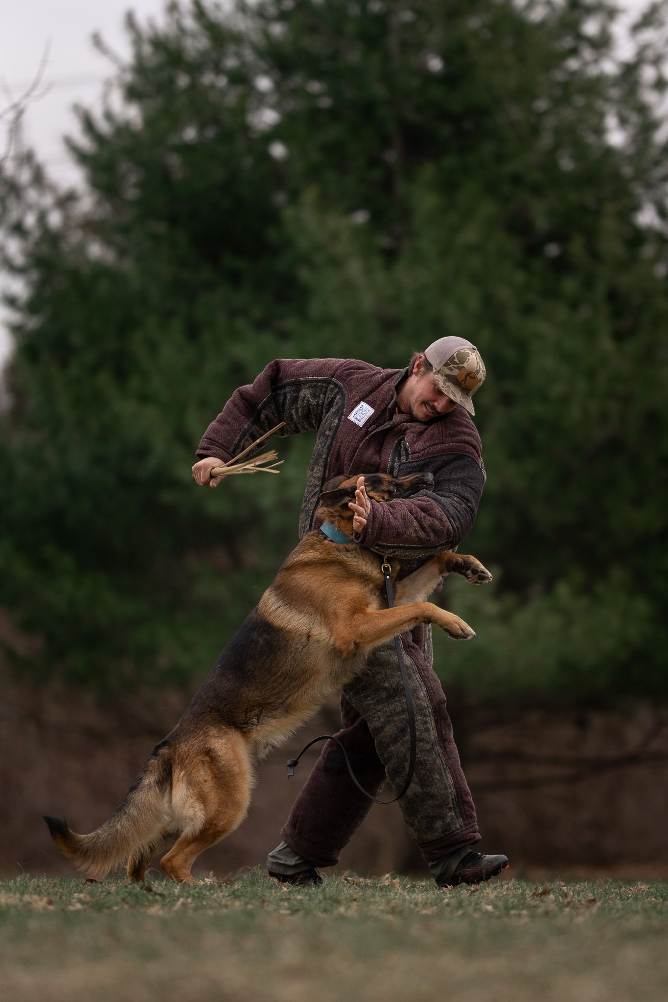 A man in brown jacket trains a German Shepherd dog outdoors, with the dog jumping up during an obedience session.