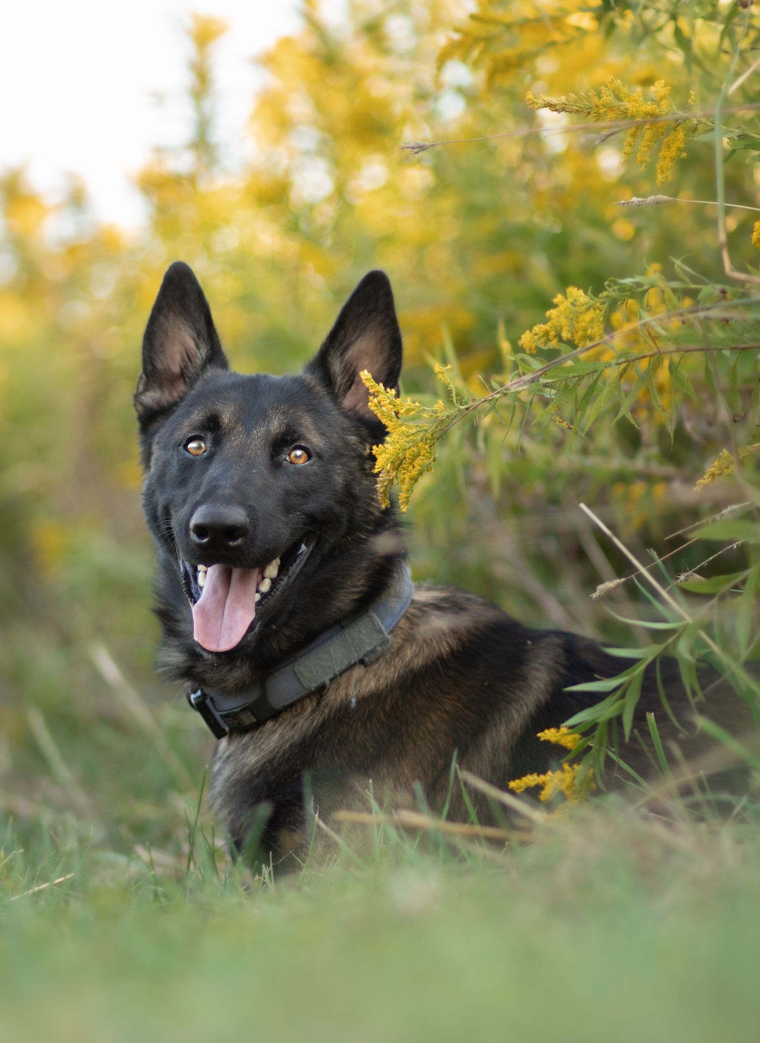 Belgian Malinois with alert ears sits among vibrant yellow goldenrod flowers.