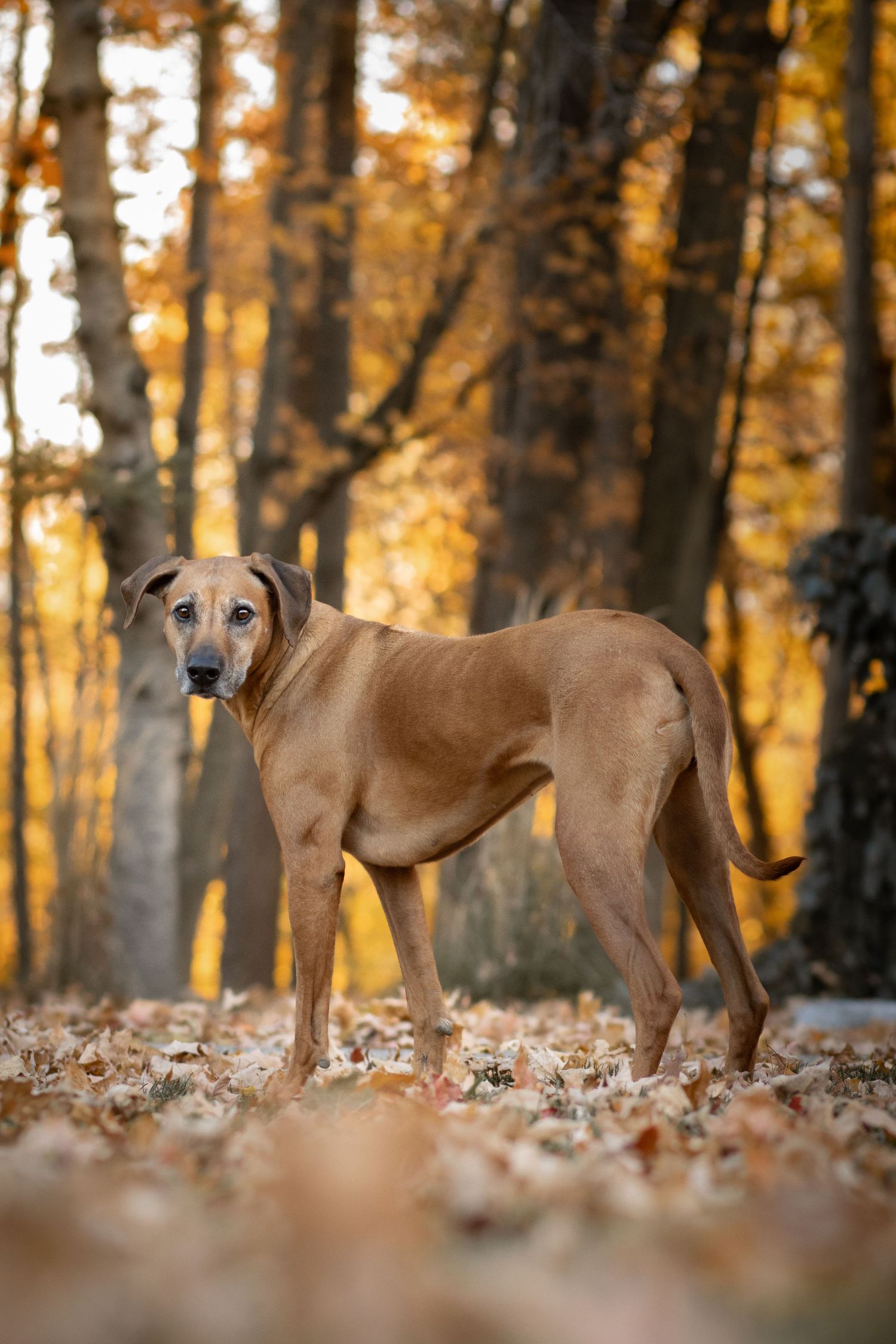 Rhodesian Ridgeback standing alert in autumn forest with golden leaves.