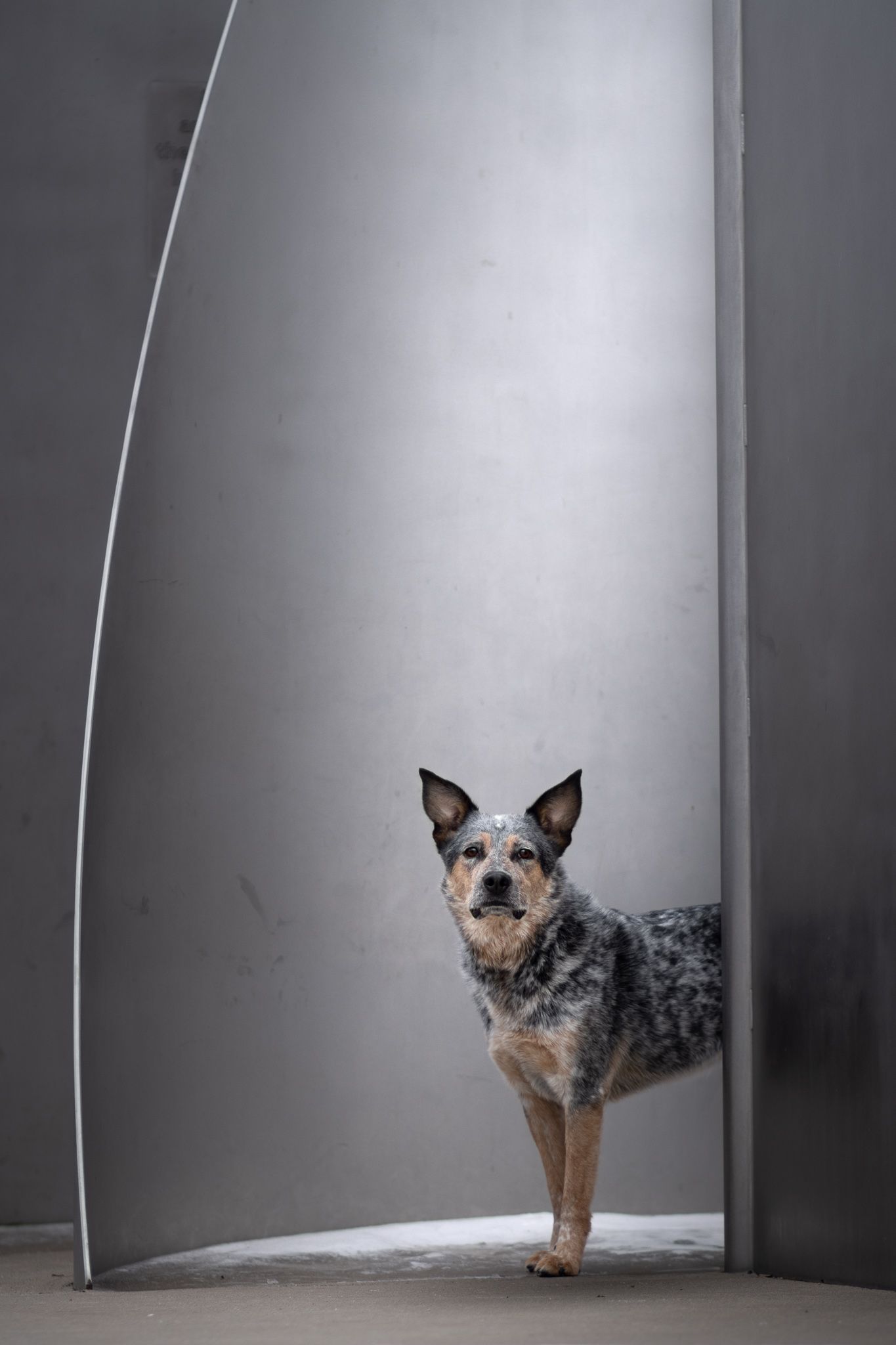 Australian Cattle Dog standing in minimalist grey architectural space with curved wall.