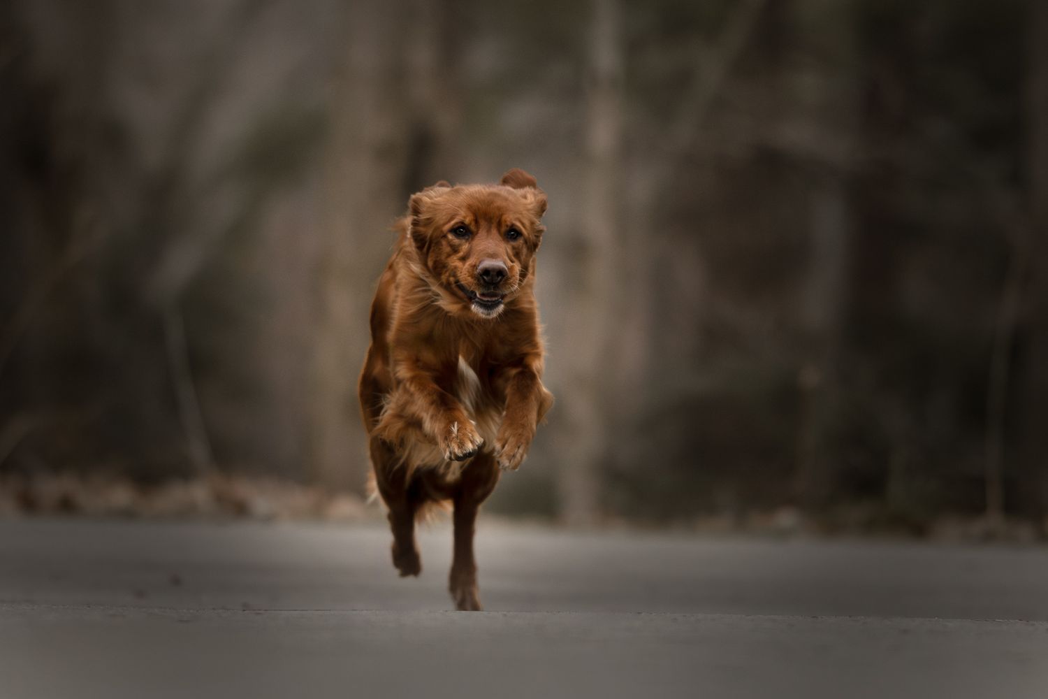 Brown dog running energetically through a dark wooded area.