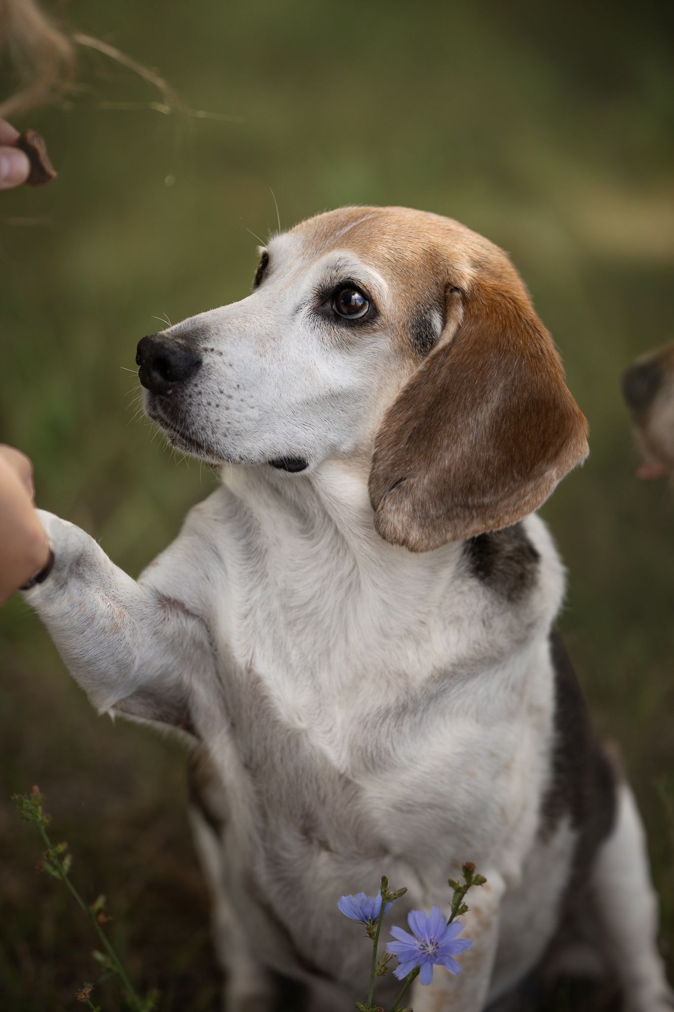 Close-up profile shots of a beagle mix dog with white and brown fur against a blurred green background.