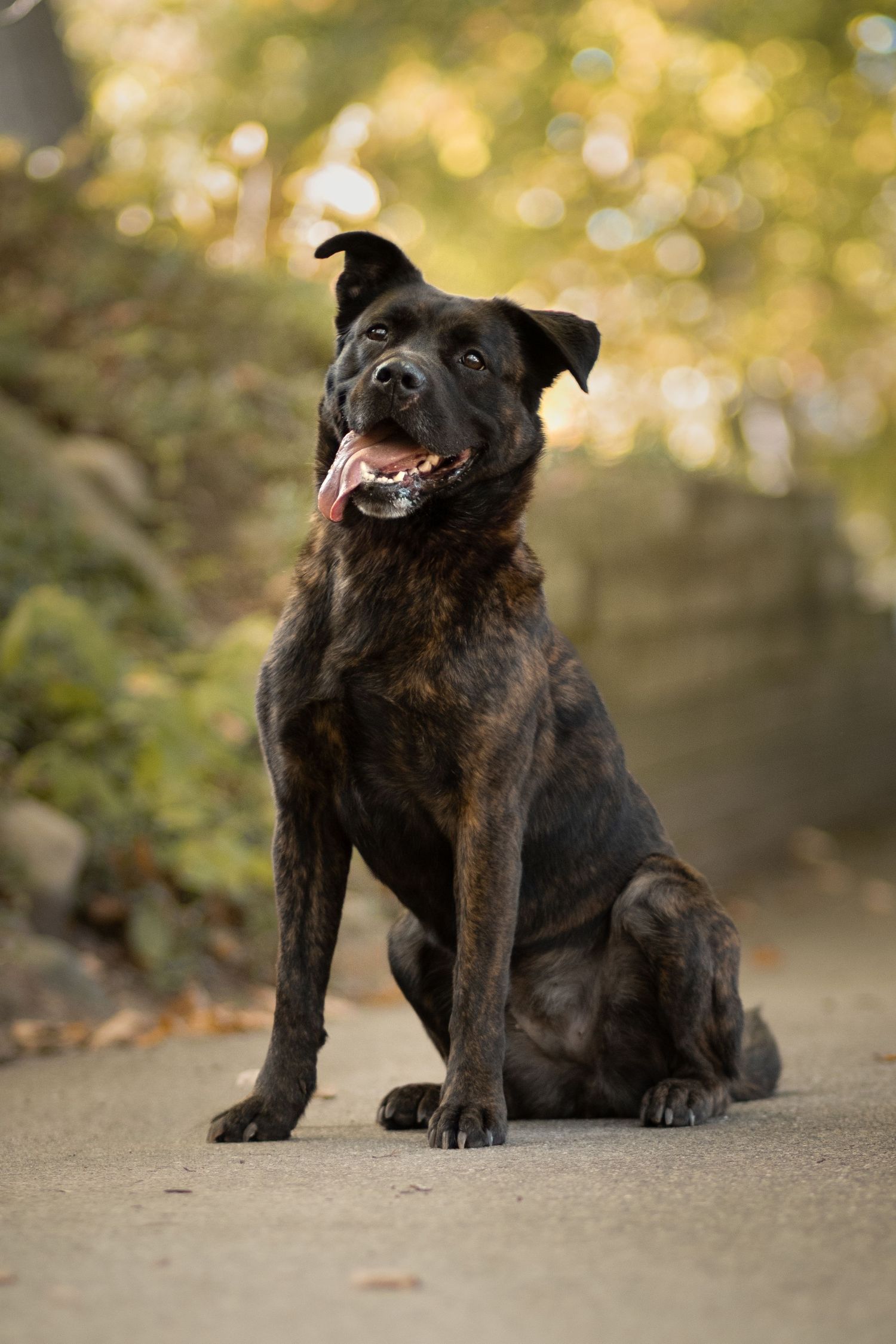 Black mixed breed dog sitting on ground with autumn foliage and bokeh background in outdoor portrait series.