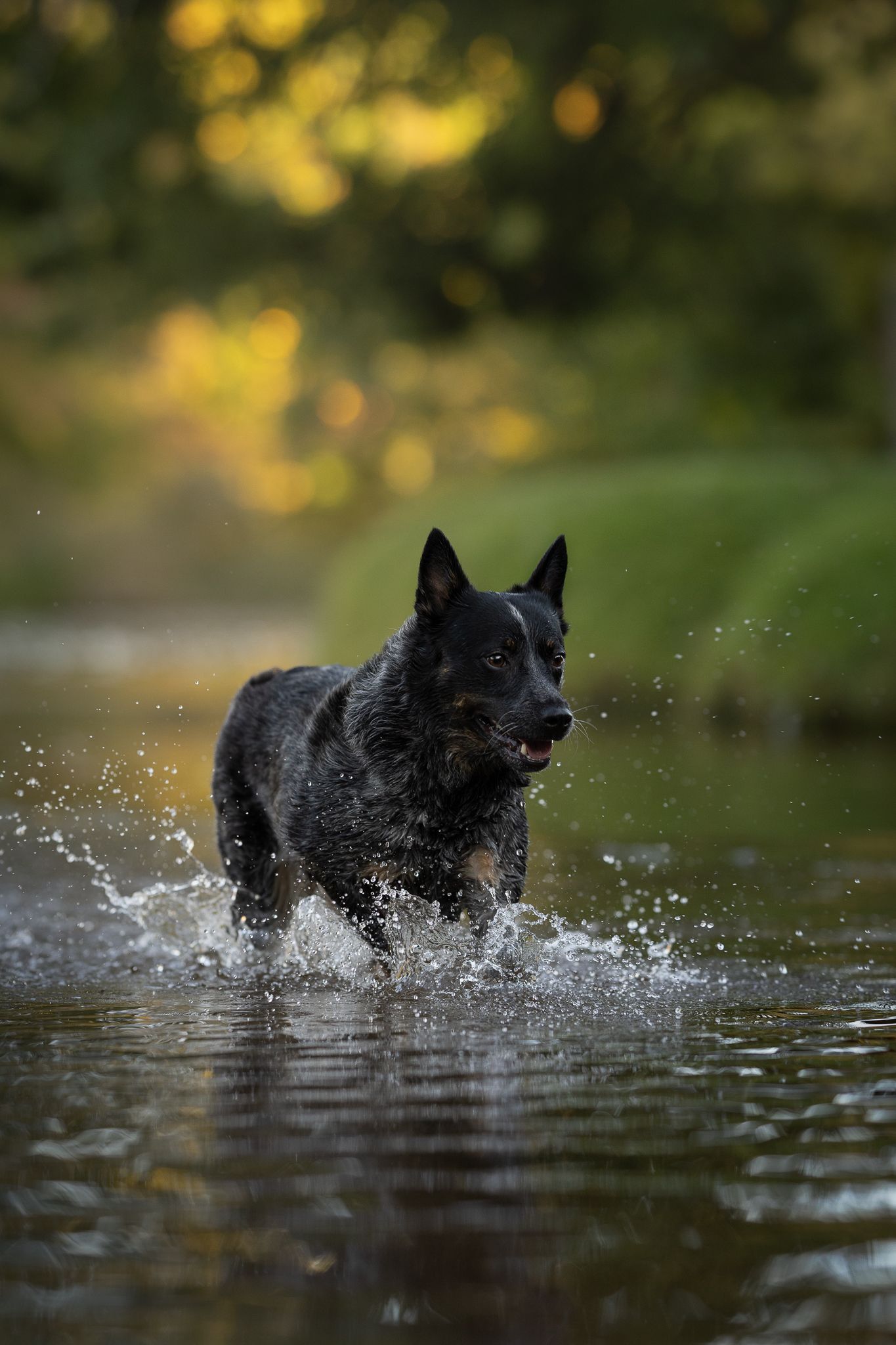 Black Australian Cattle Dog splashing through a shallow stream with water droplets flying and golden autumn foliage softly blurred behind.