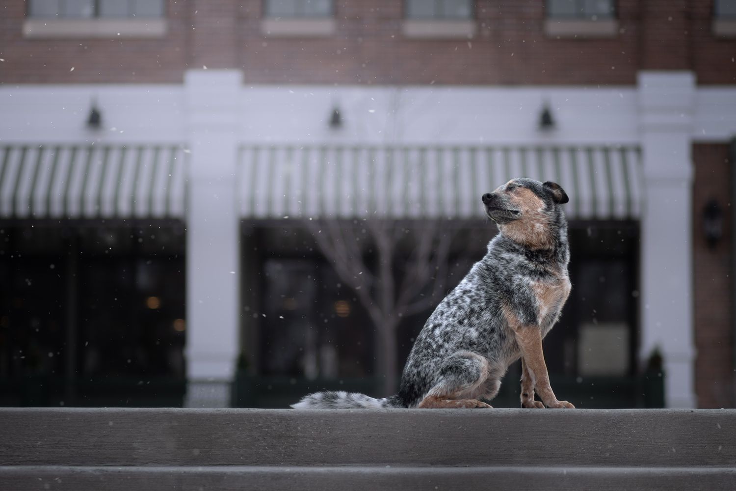 Australian cattle dog sitting on urban steps in falling snow.