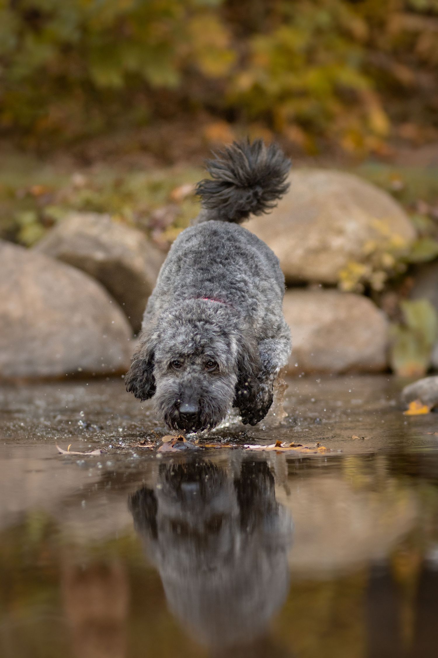 A grey dog splashes into a reflective pond surrounded by rocks and autumn foliage.