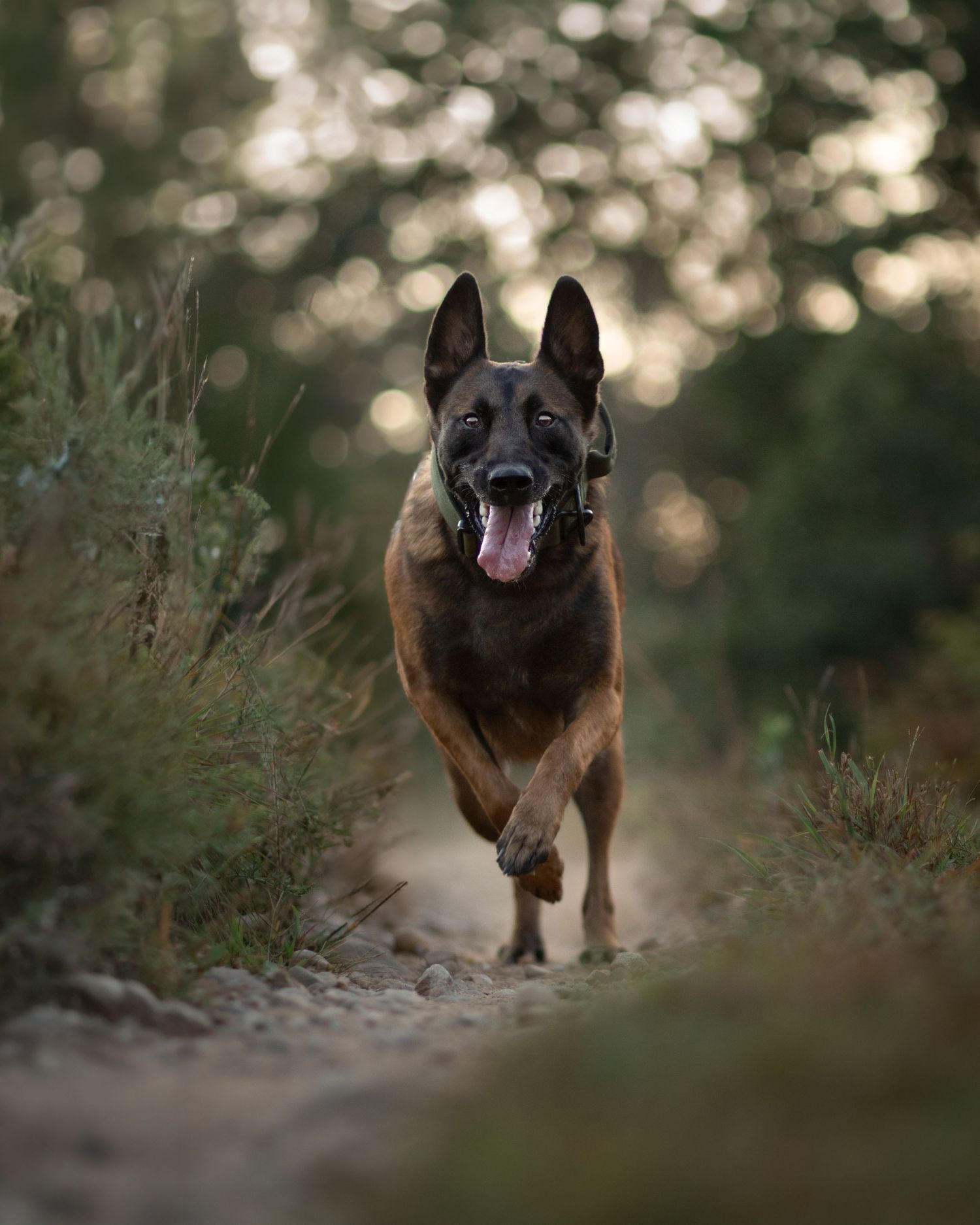 Belgian Malinois running on trail with beautiful bokeh lighting effect.