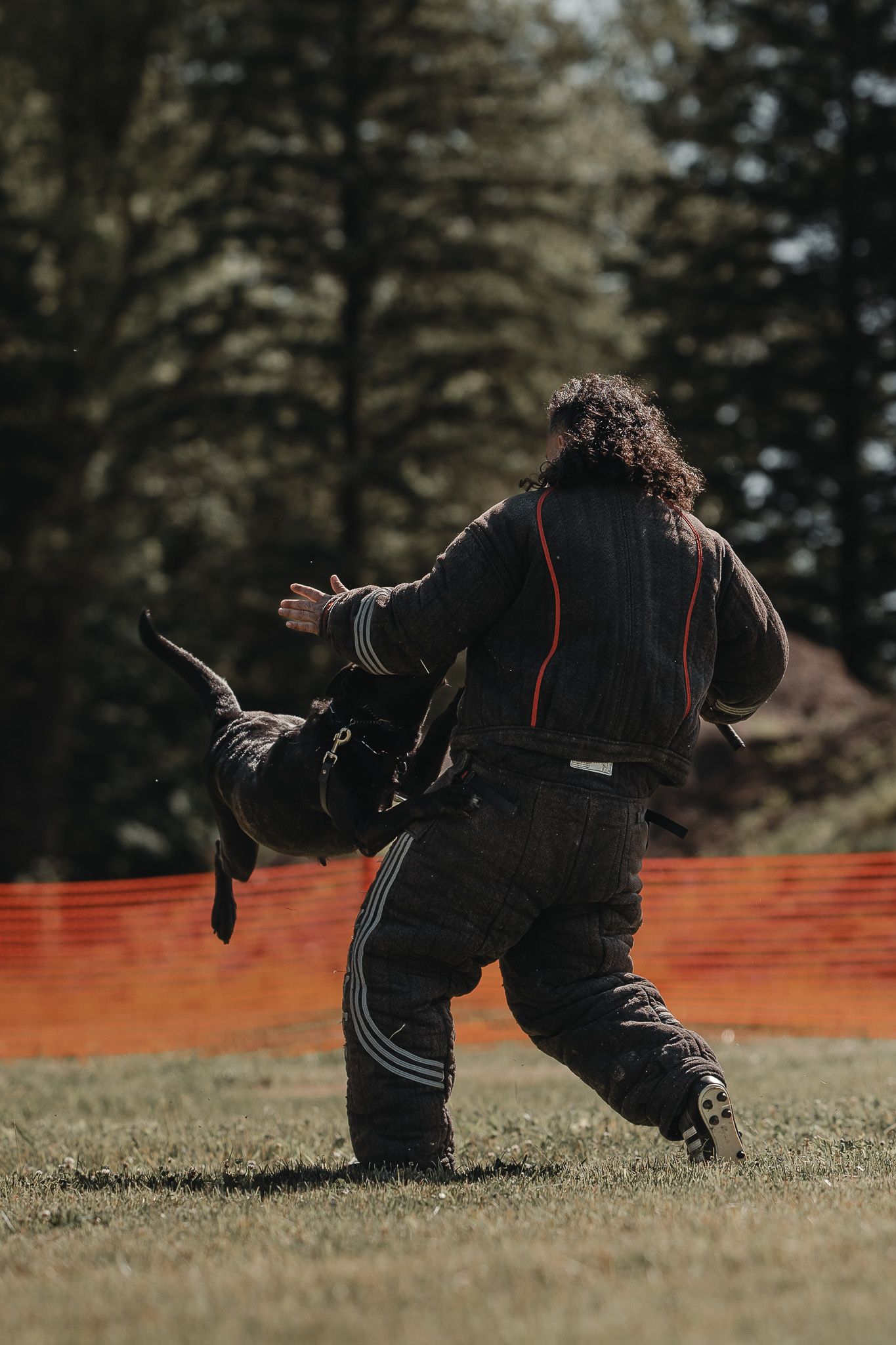A dog trainer in protective gear works with an aggressive dog during an outdoor K9 training session.