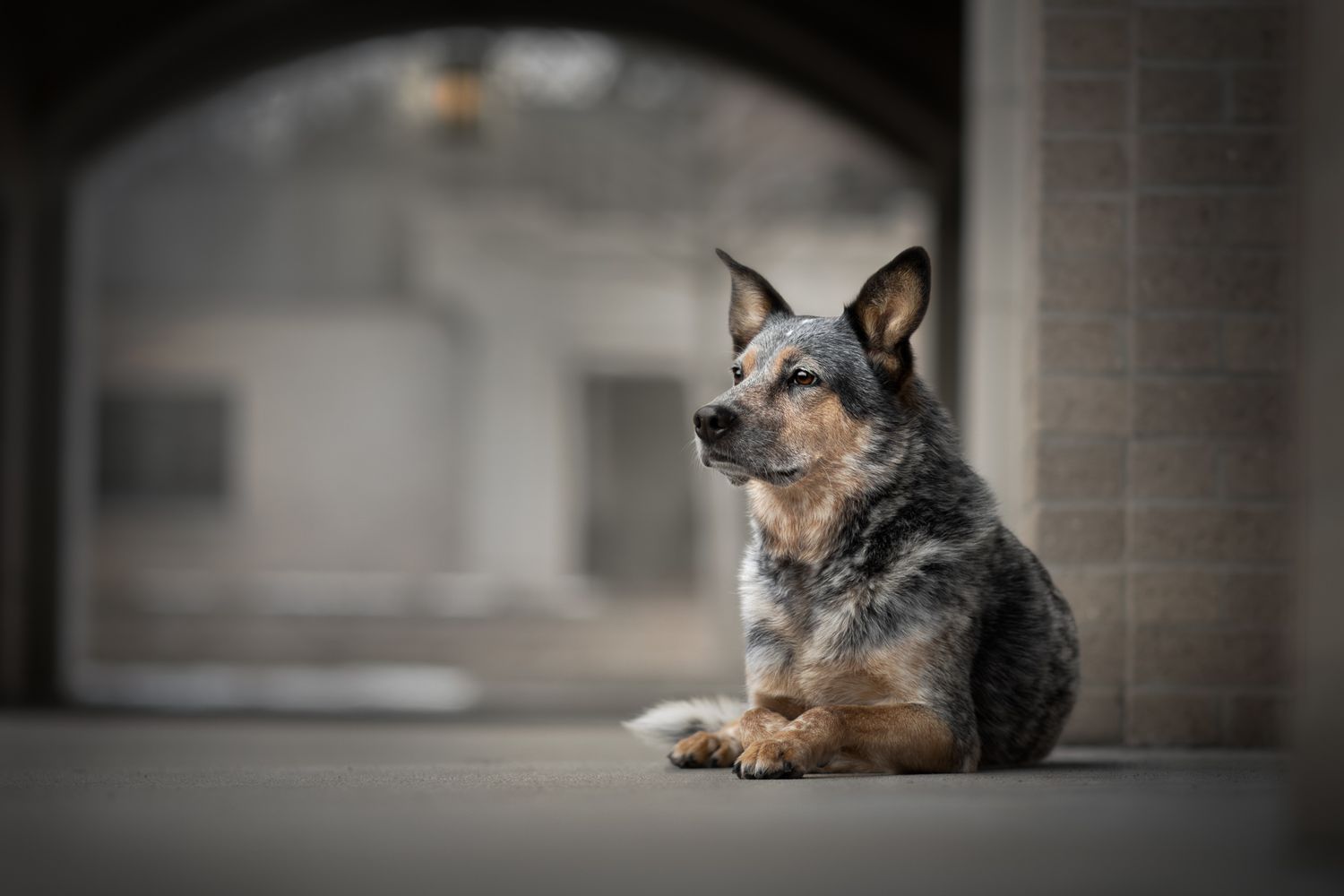 An Australian cattle dog rests on a wooden floor in a series of connected photos showing different poses.