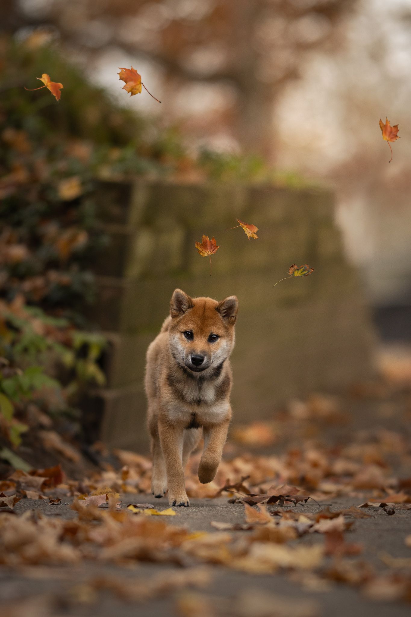 Shiba Inu dog peeks playfully through autumn leaves on the ground in a series of sequential photos.