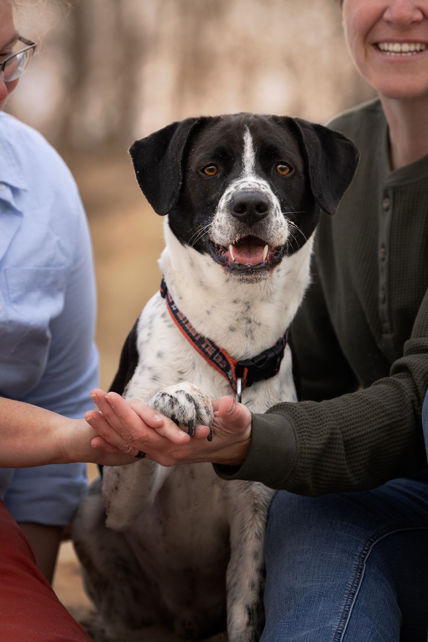 Black and white dog with happy expression shows different playful poses while sitting with owner.