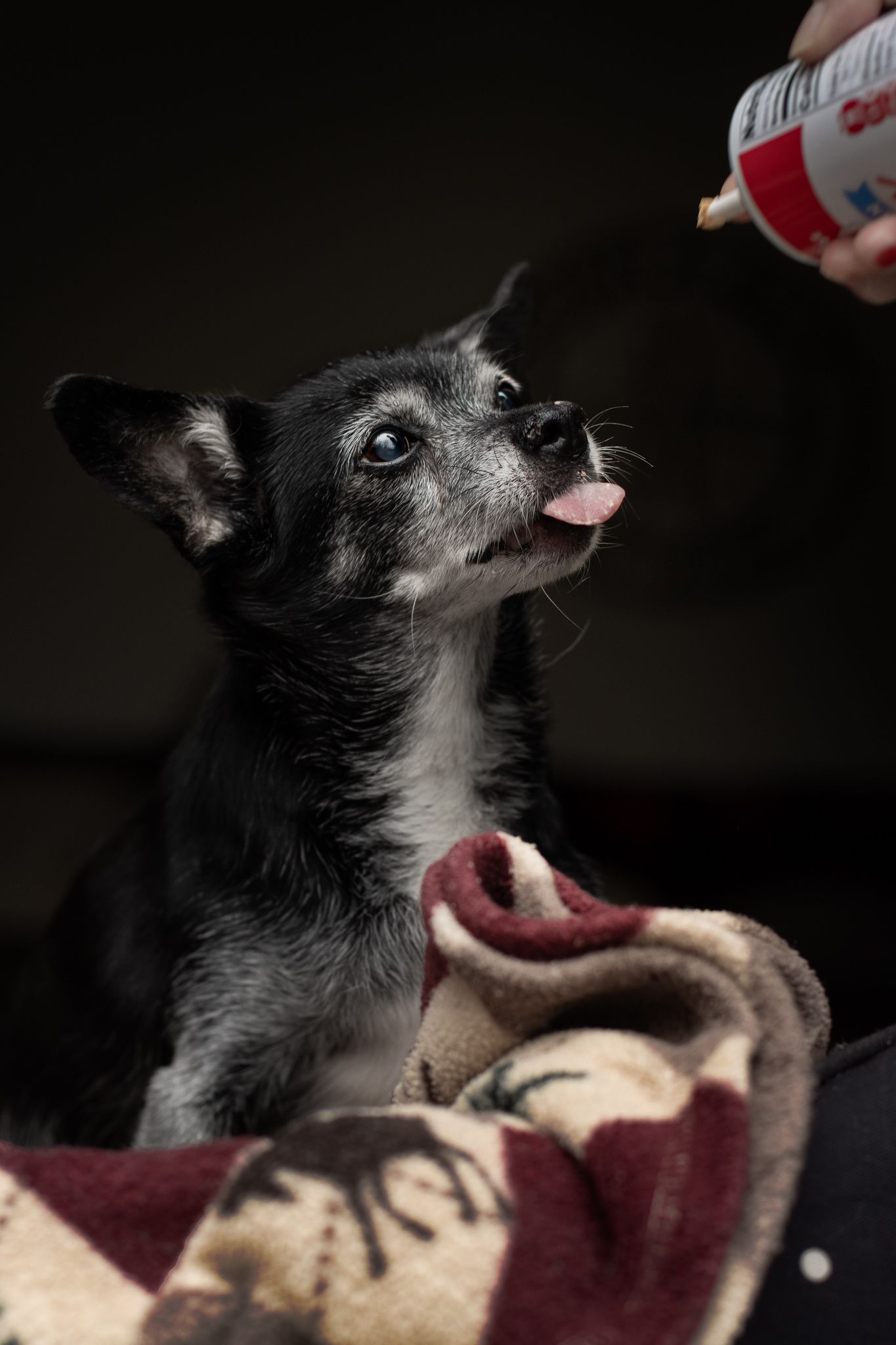 A small gray dog lies on a burgundy blanket while being petted, shown in a series of close-up shots.