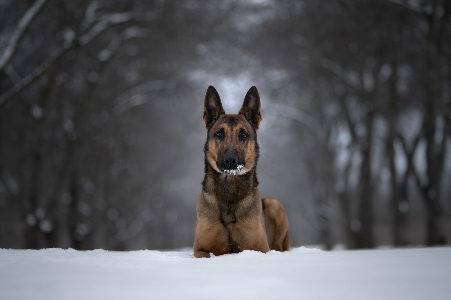 Belgian Malinios lying in deep snow with trees creating a dark winter backdrop.