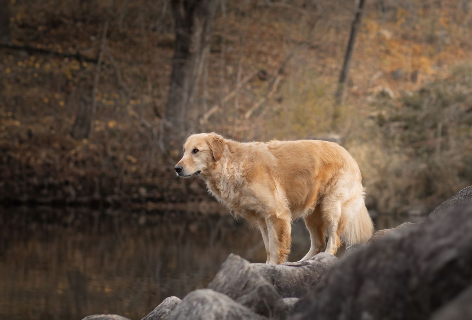 Golden Retriever standing on rocky outcrop overlooking dark water.