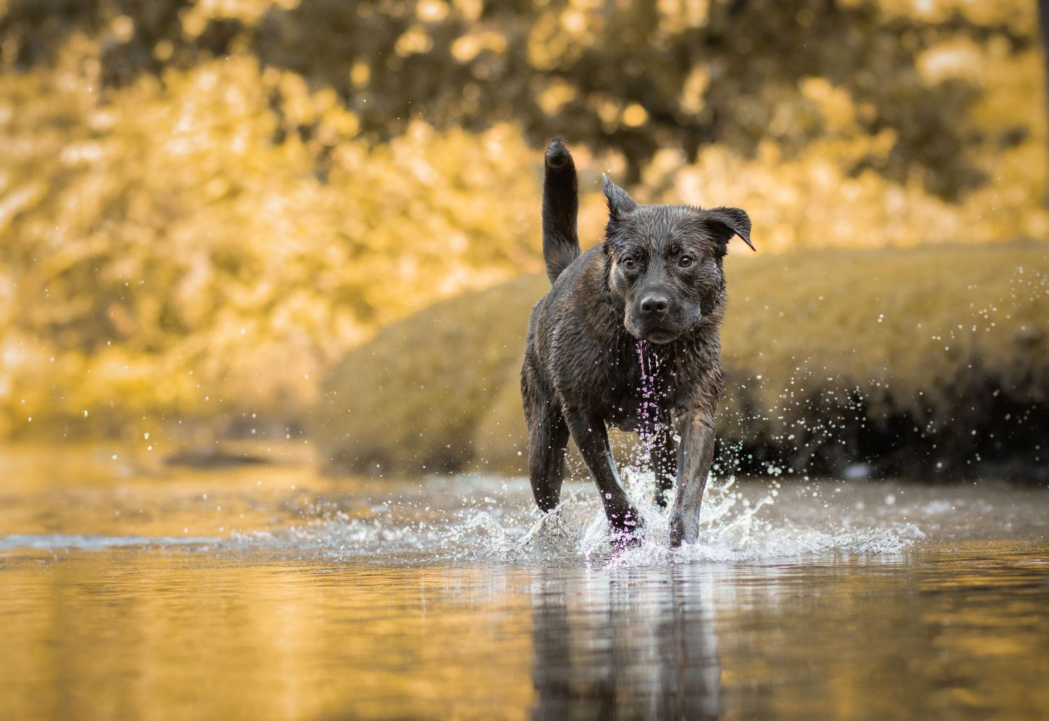 A brown brindle dog splashes through shallow water during outdoor play.